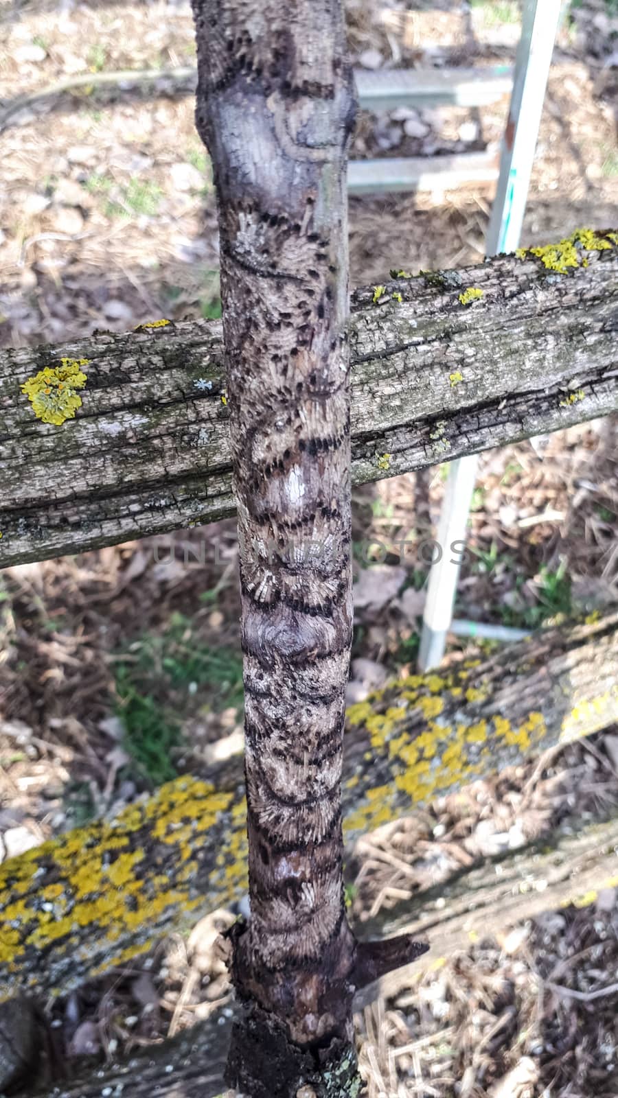 Wooden stick eaten by a bark beetle. The moves of the larvae under the bark of wood.