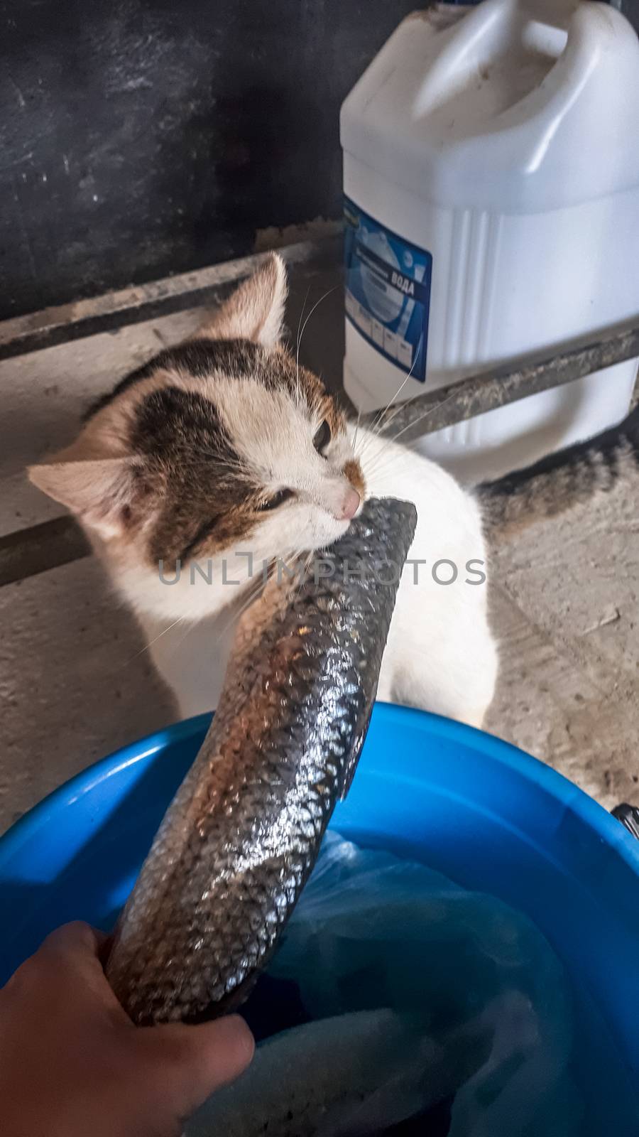 The cat eats fish from a bucket. Fish catch for cat.