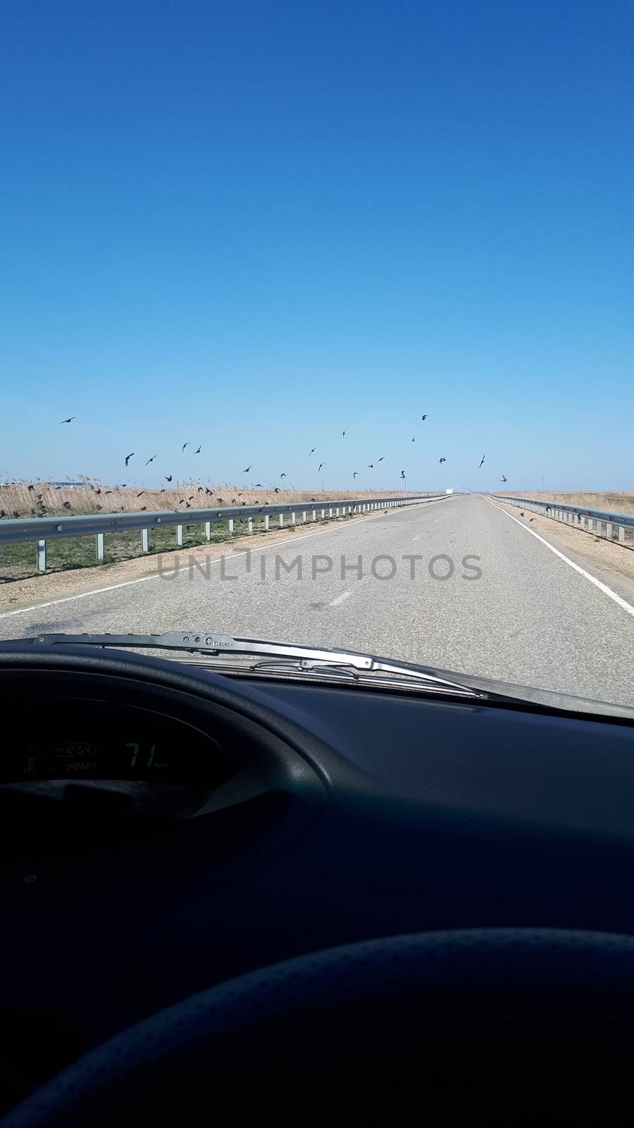 View from the windshield of the car on the track. A flock of birds takes off, scared off by the car.