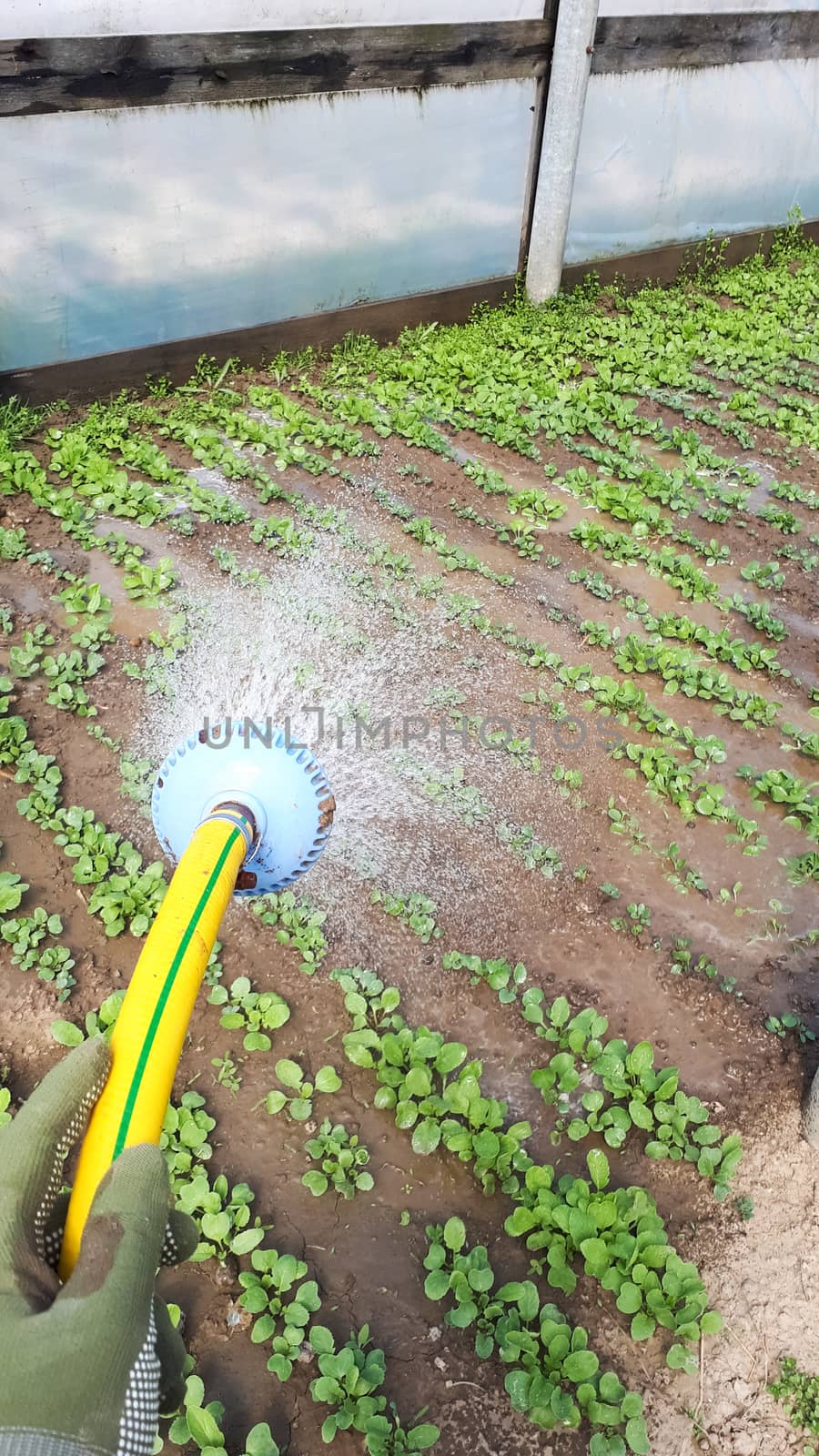 Watering cabbage seedlings from a hose. Watering in the greenhouse.