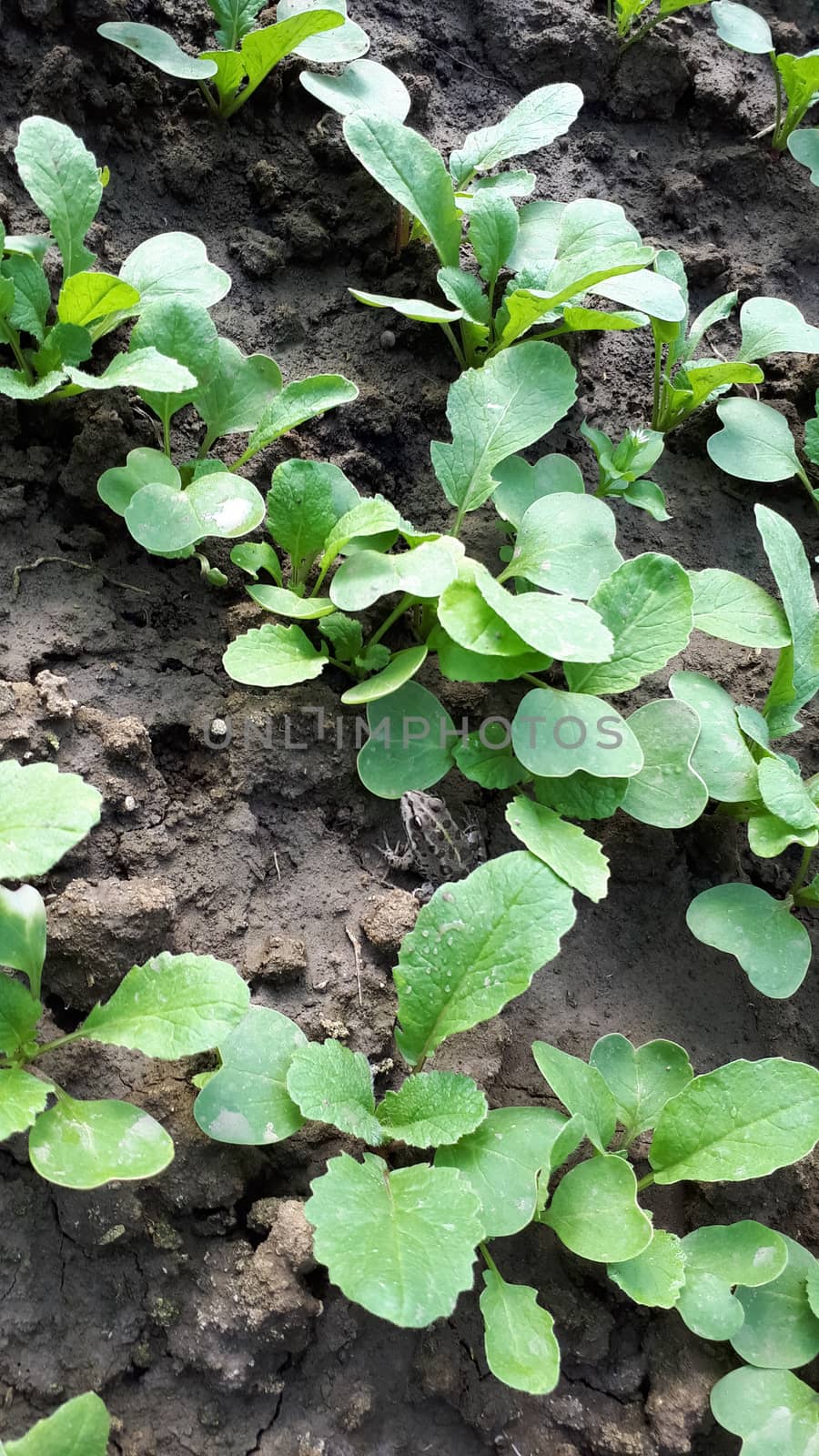 Radish and radish seedlings in a greenhouse.