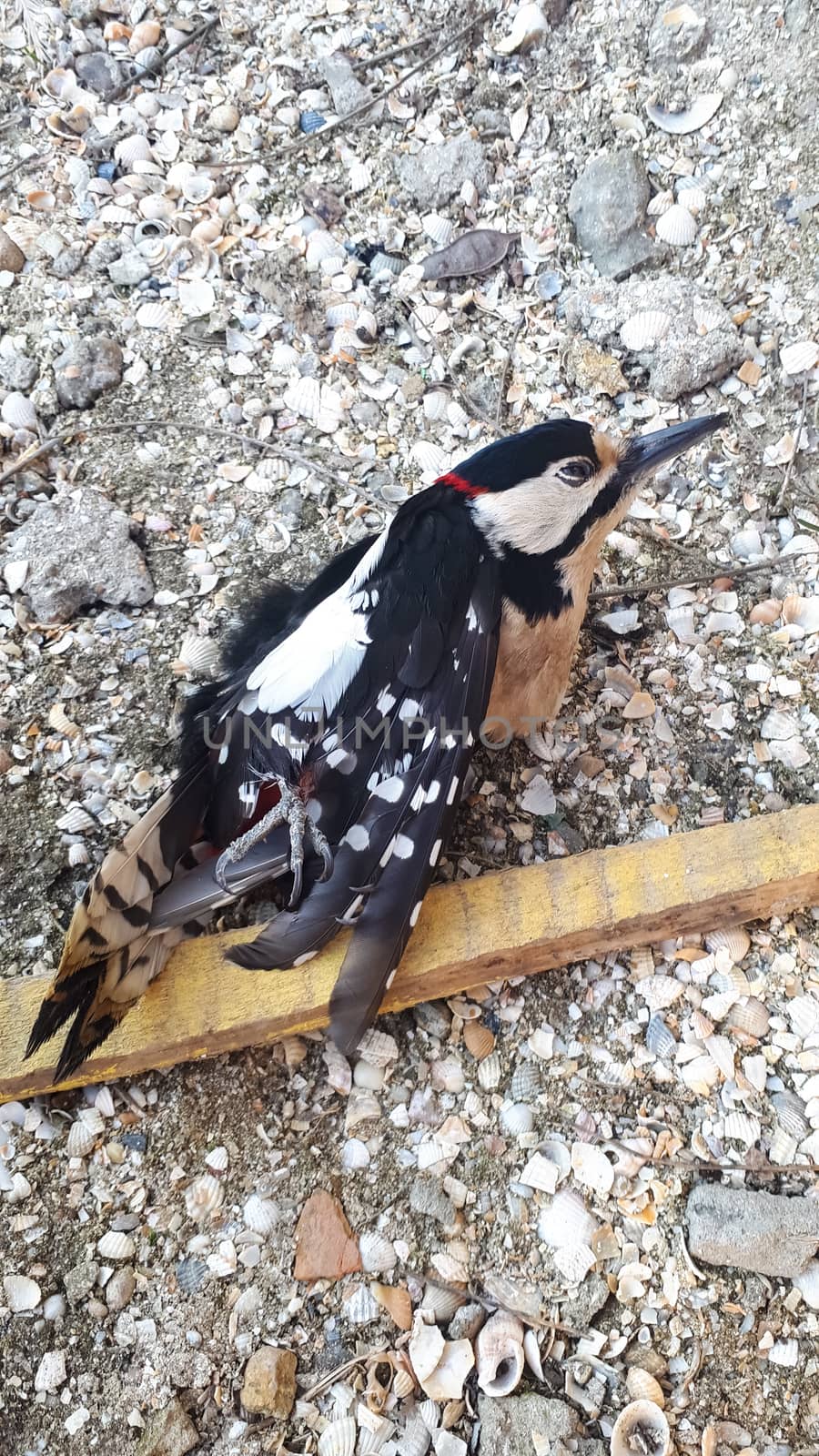 A dead bird woodpecker lies on the ground.