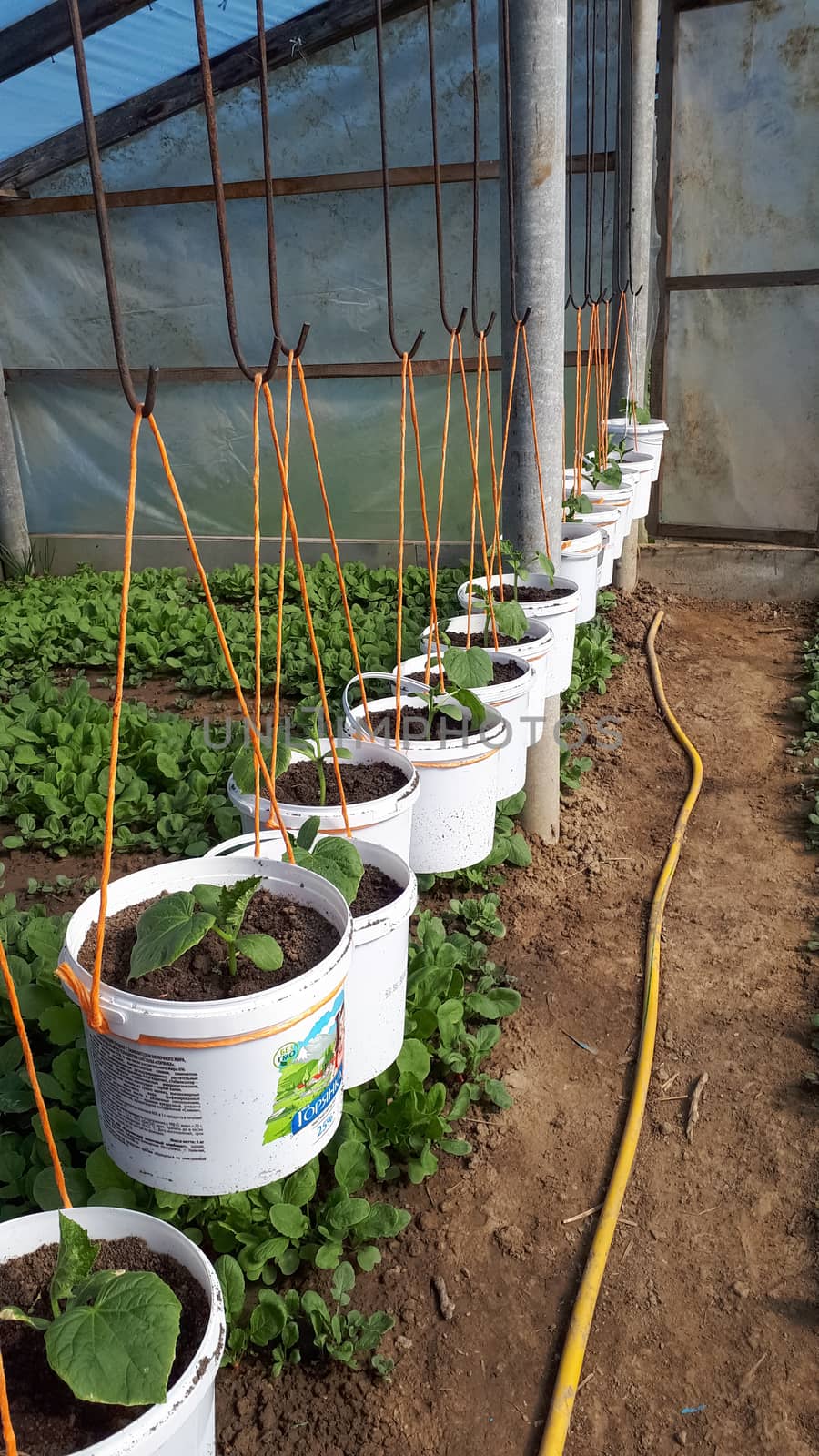 Home greenhouse, greenhouse in the homestead, growing seedlings tomato and cucumbers.