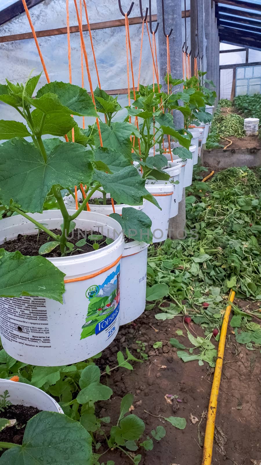 Home greenhouse, greenhouse in the homestead, growing seedlings tomato and cucumbers.