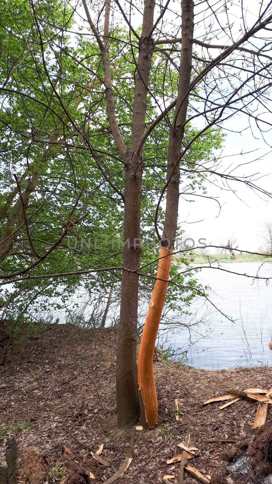 A tree with a encouraged bark. Tearing the bark off the tree.