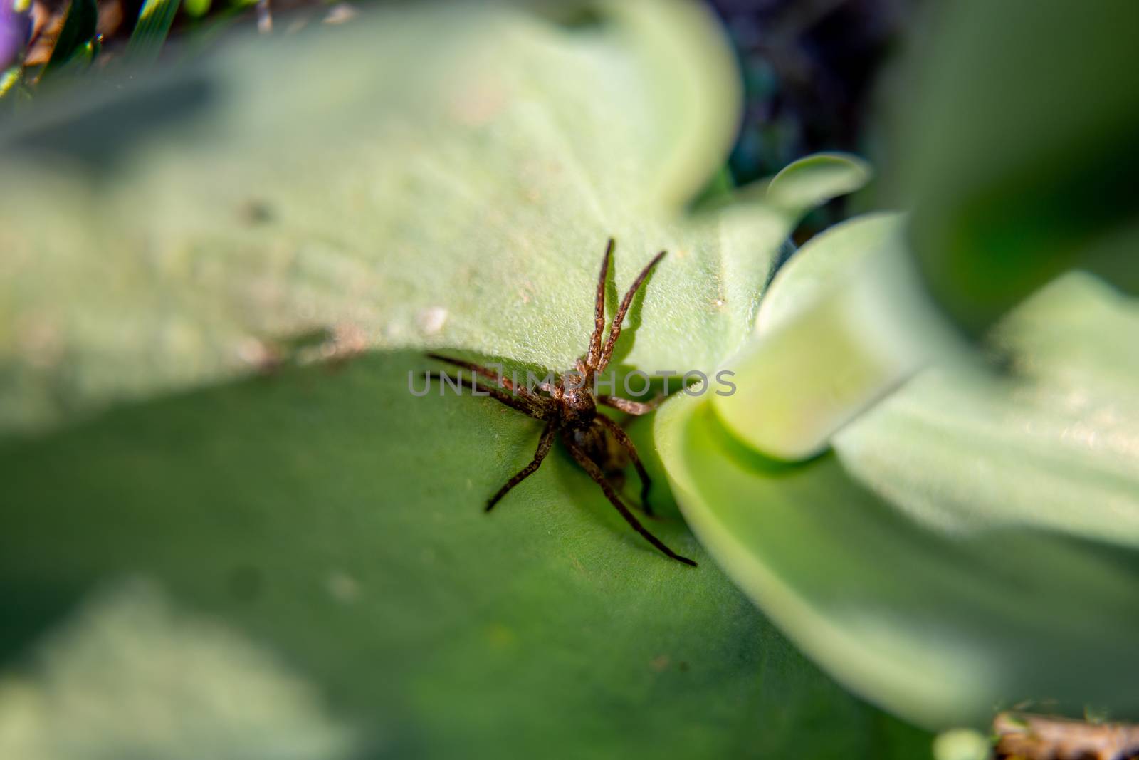 Brown spider on the green leaf by fotorobs