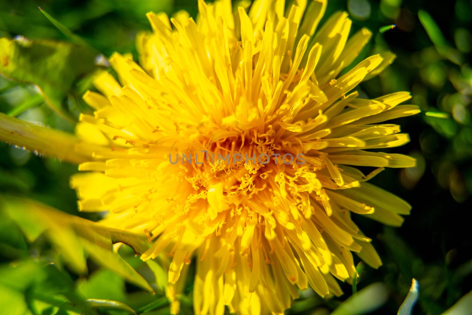 Yellow dandelion flower on green background in spring sunny day. Close-up of yellow dandelion flower in green meadow. Blooming dandelions in Latvia.