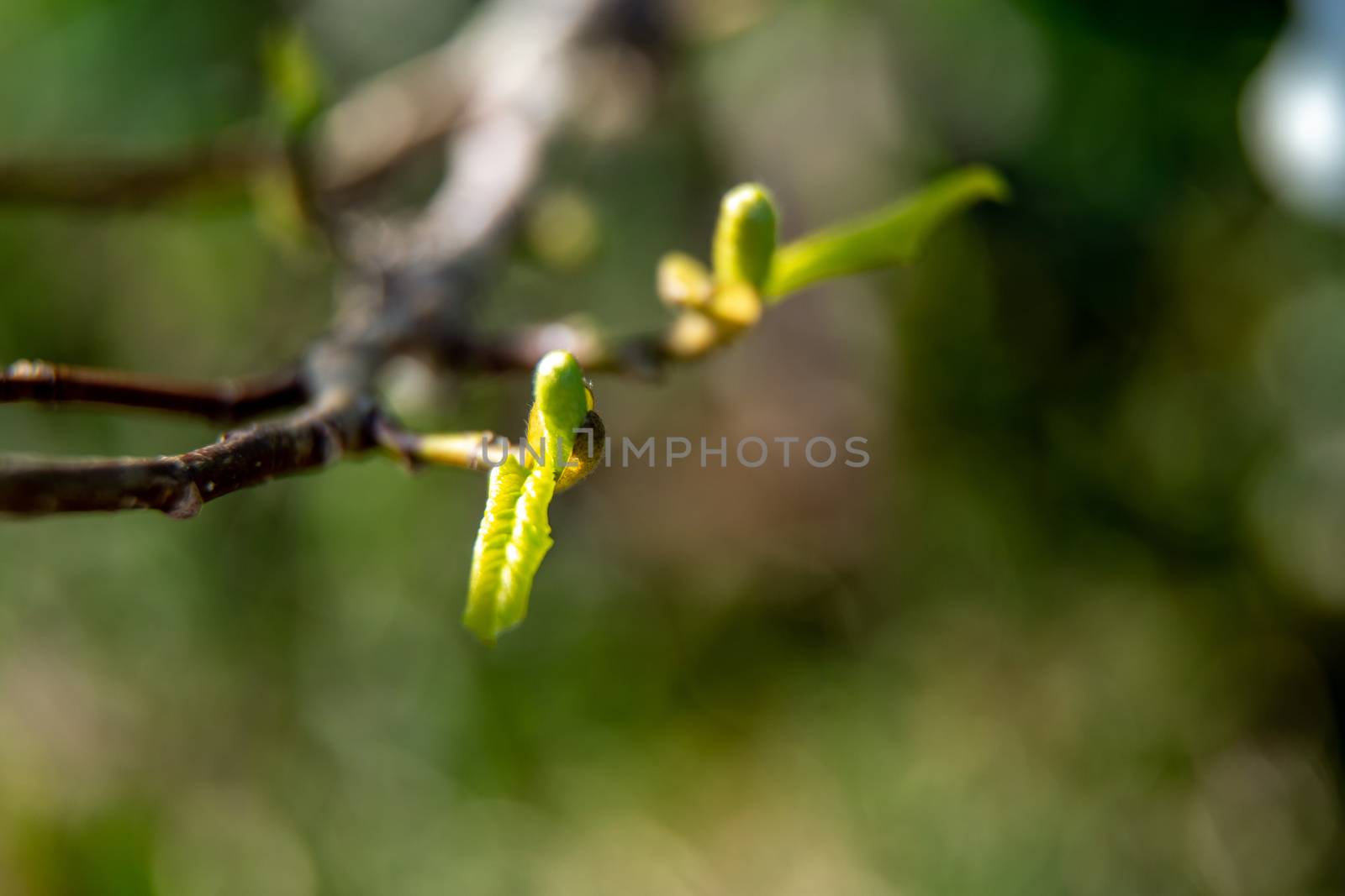 Magnolia bush in the spring, Latvia. Flowering bush with magnolia buds. Shrub on green field. Branch with magnolia buds in summer day, Latvia.