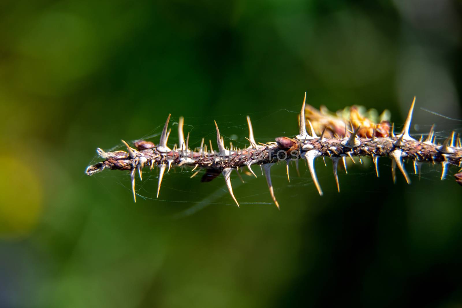 Branch with thorns on green background.  by fotorobs