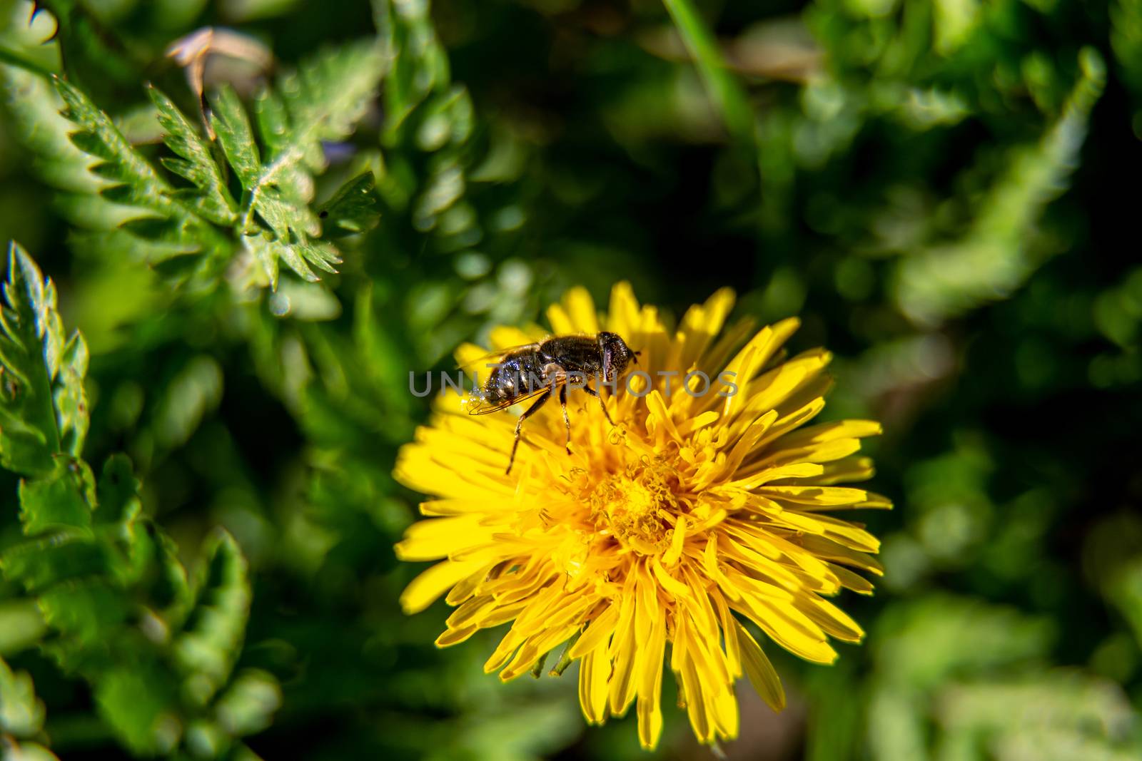 Bee on yellow dandelion with green background in back by fotorobs