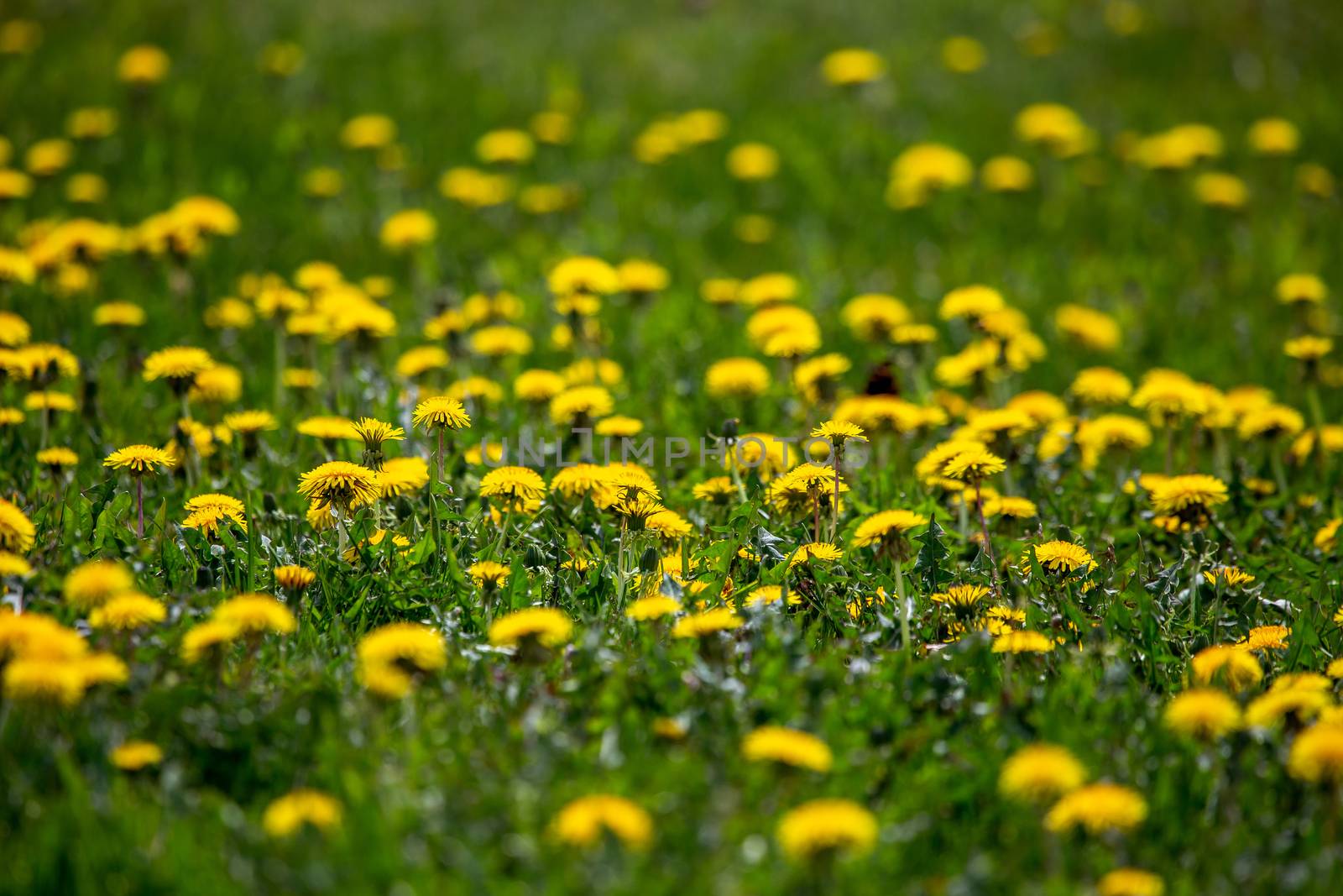 Blooming yellow dandelions among green grass on meadow in early summer. Green meadow covered with yellow dandelions at spring. Background of green field with bright yellow flowers