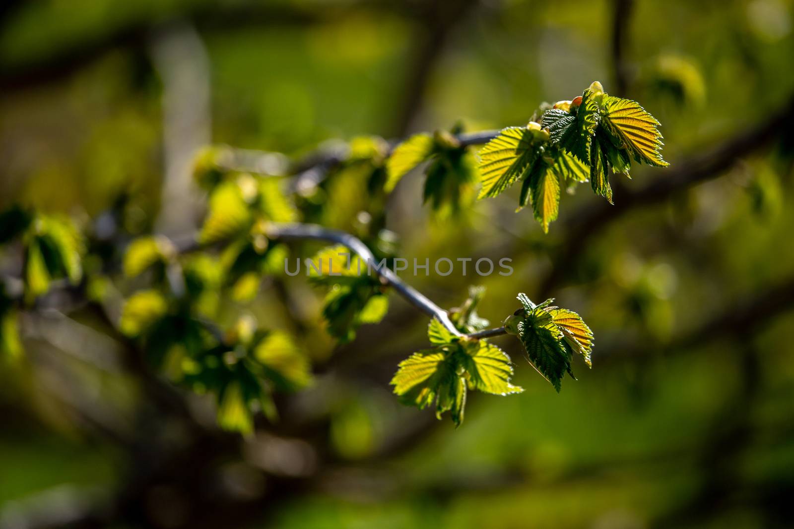 Branches with young leaves of blackcurrant in spring time. by fotorobs