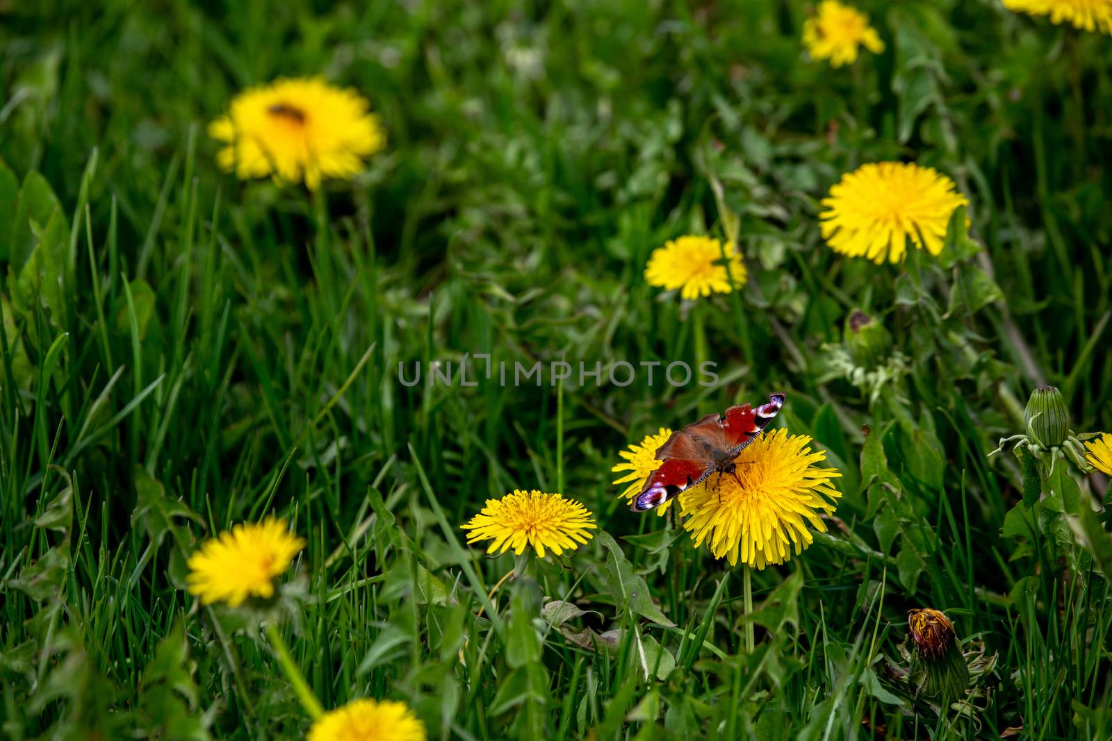 Butterfly in a meadow with yellow dandelions. Blooming yellow dandelions among green grass on meadow in early summer. Green meadow covered with yellow dandelions at spring. 