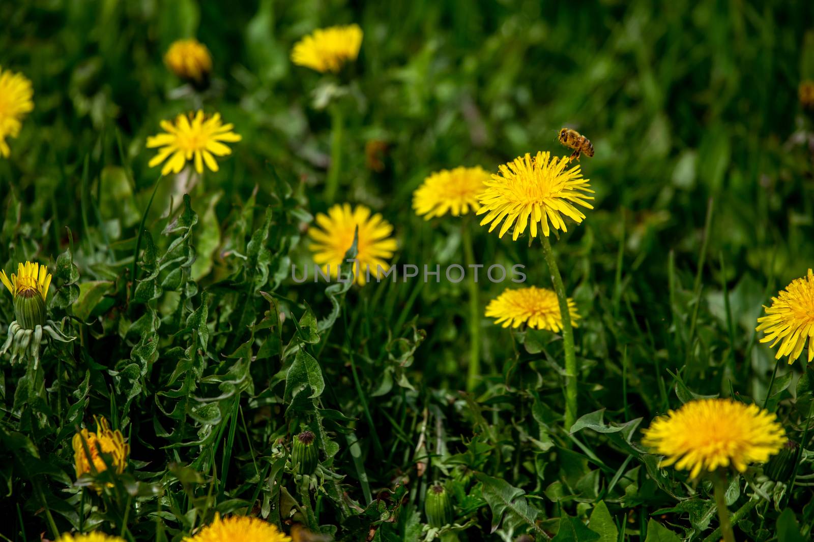 Blooming yellow dandelions among green grass on meadow in early summer. Green meadow covered with yellow dandelions at spring. Flying bee in meadow with yellow dandelions.