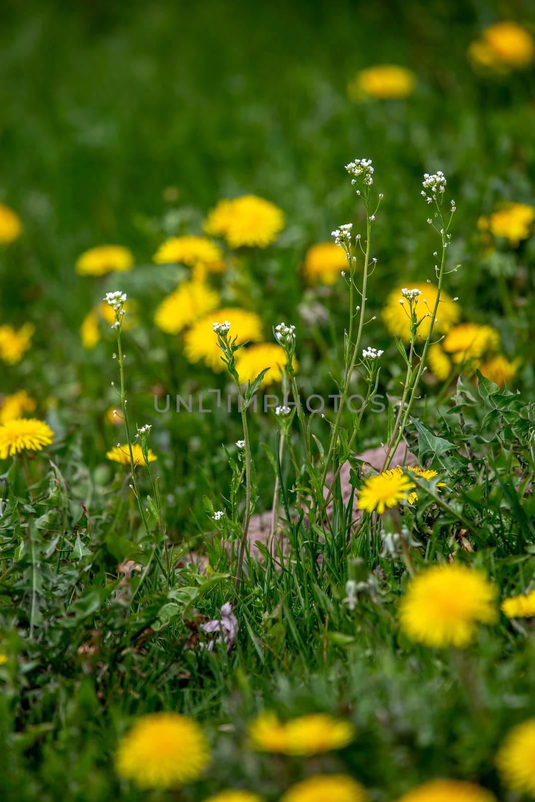 Yellow dandelions on green meadow as background by fotorobs