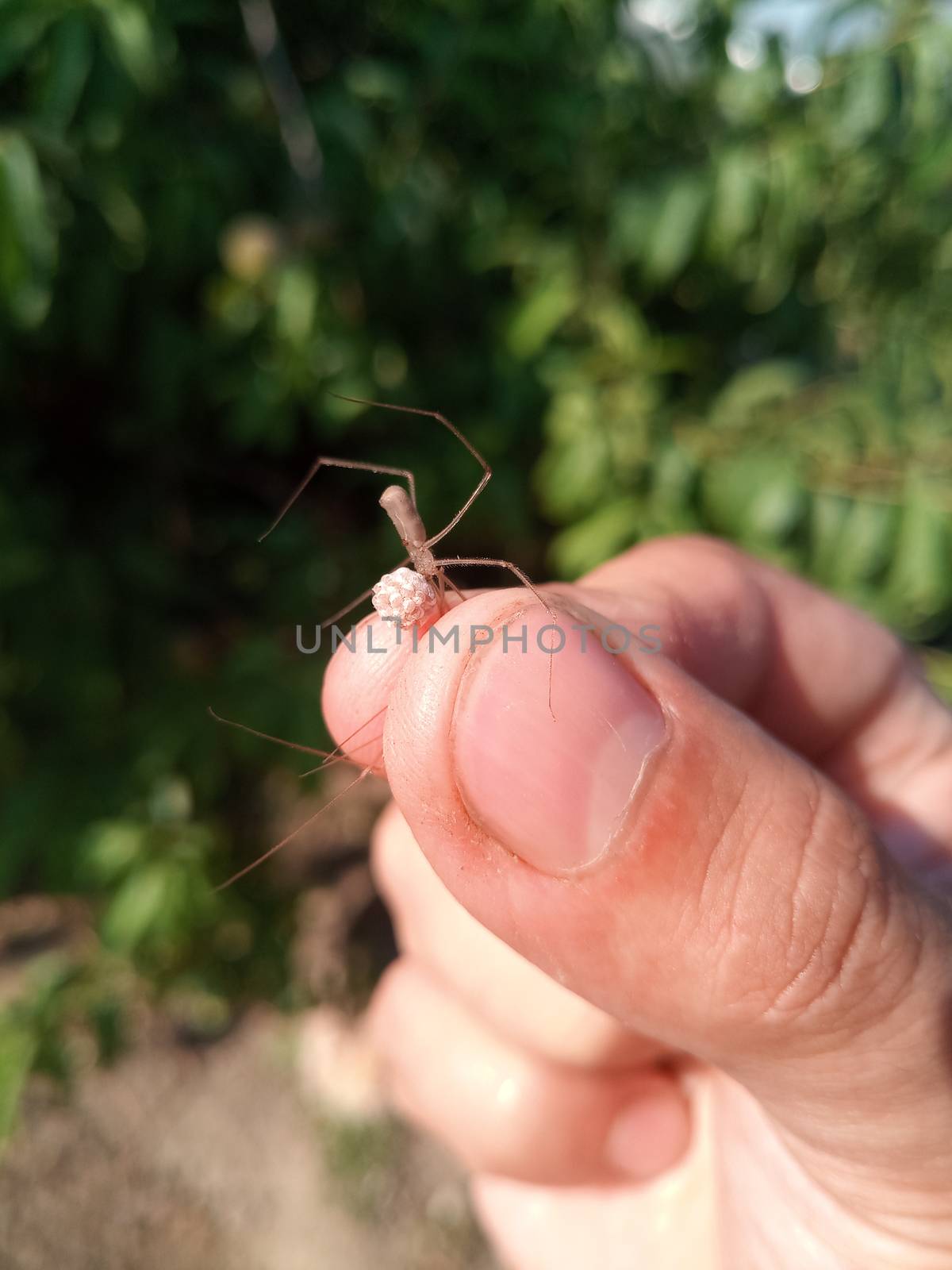 Haymaker spider female with a cocoon. I caught the spider in my arms.