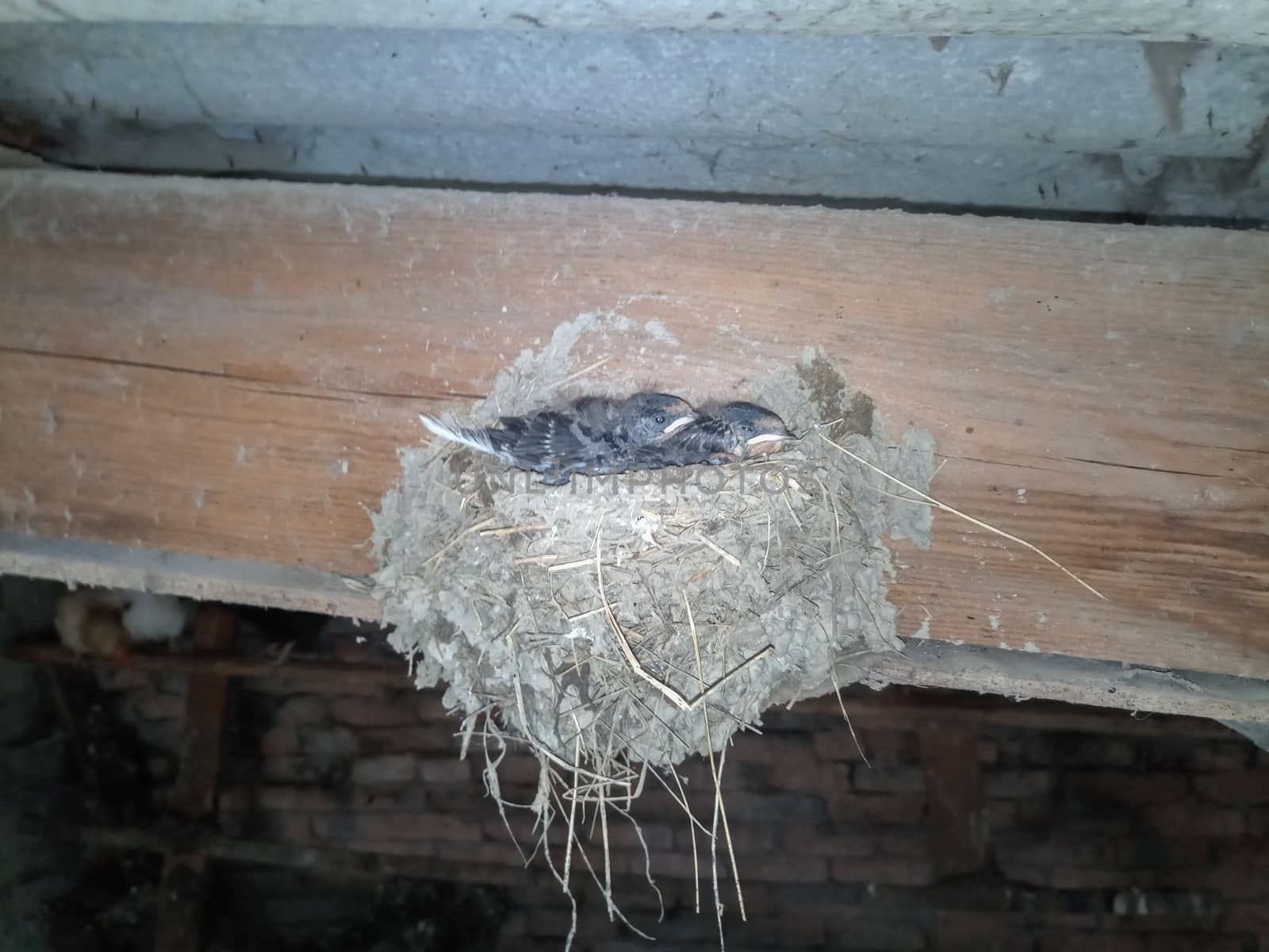 Swallow's nest with chicks on the board rafters the roof of the shed.