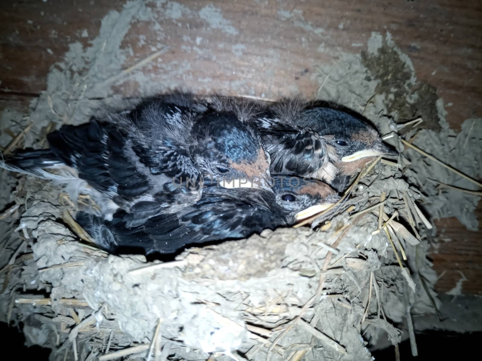 Swallow's nest with chicks on the board rafters the roof of the shed.