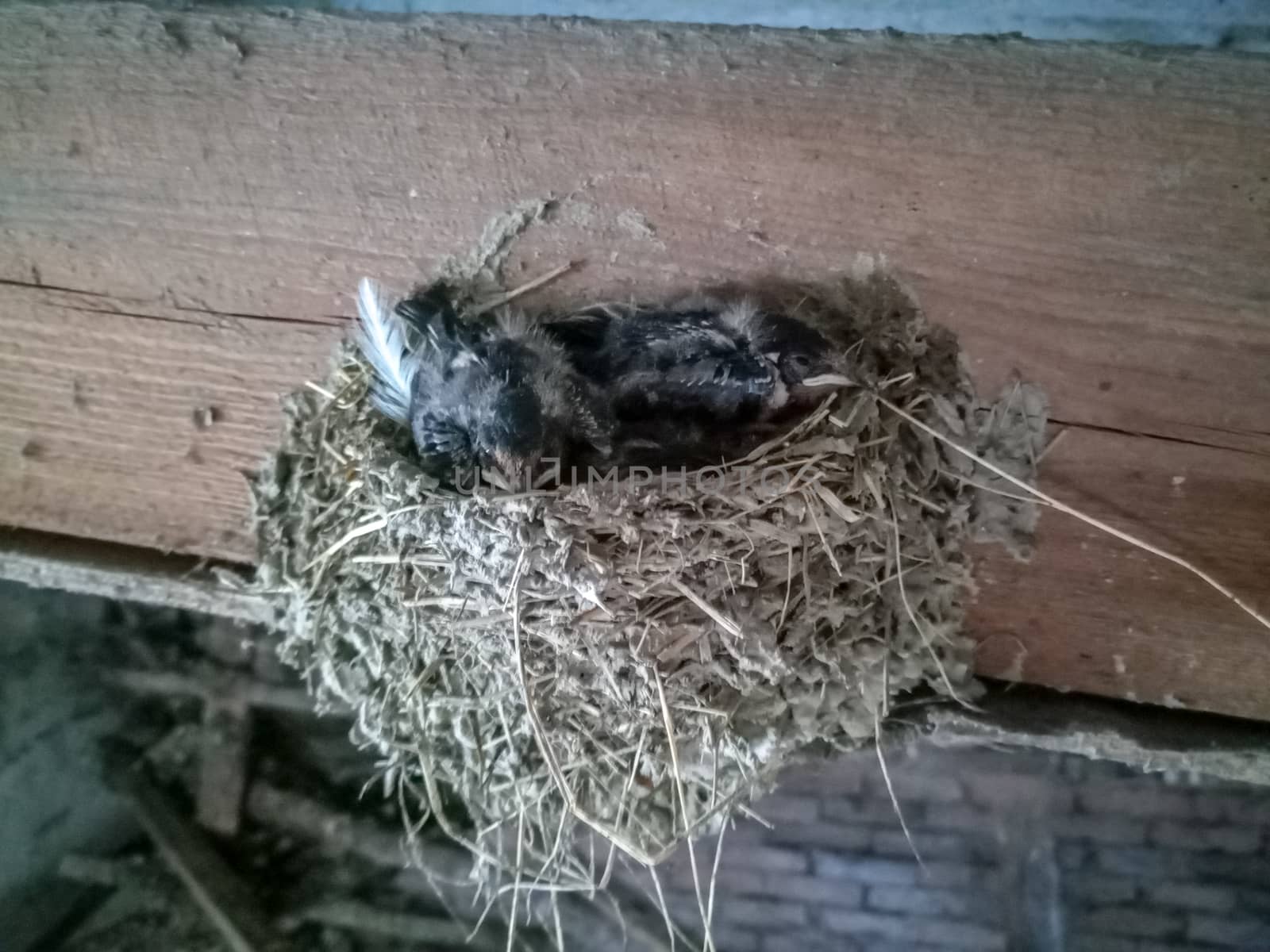 Swallow's nest with chicks on the board rafters the roof of the shed.