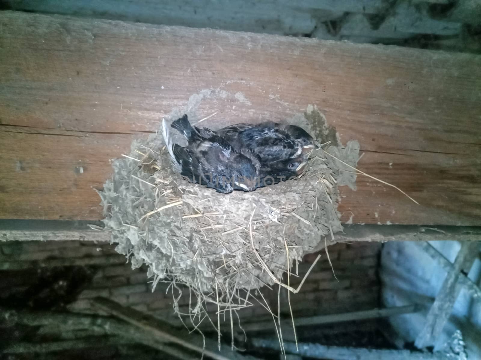 Swallow's nest with chicks on the board rafters the roof of the shed.
