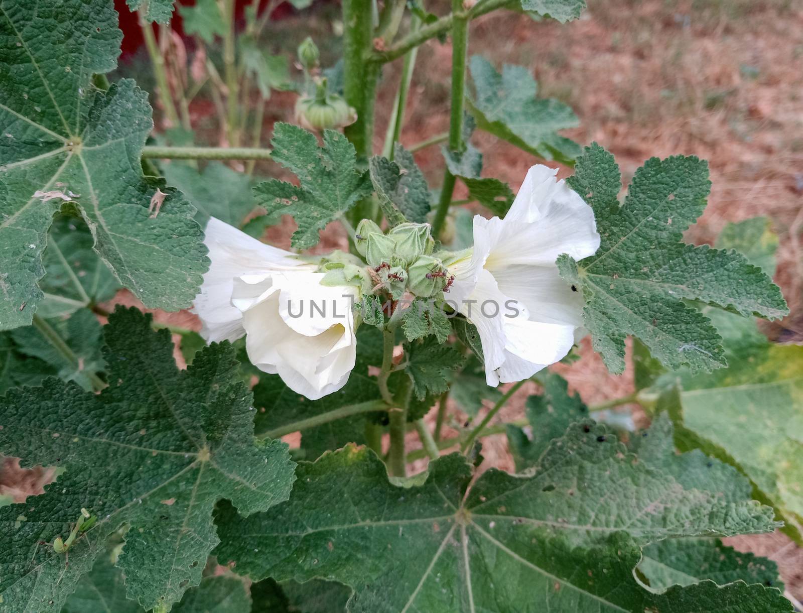 Ants on the flowers of mallow. Mallow flowers. Malva blooms. Beautiful flowers of mallow