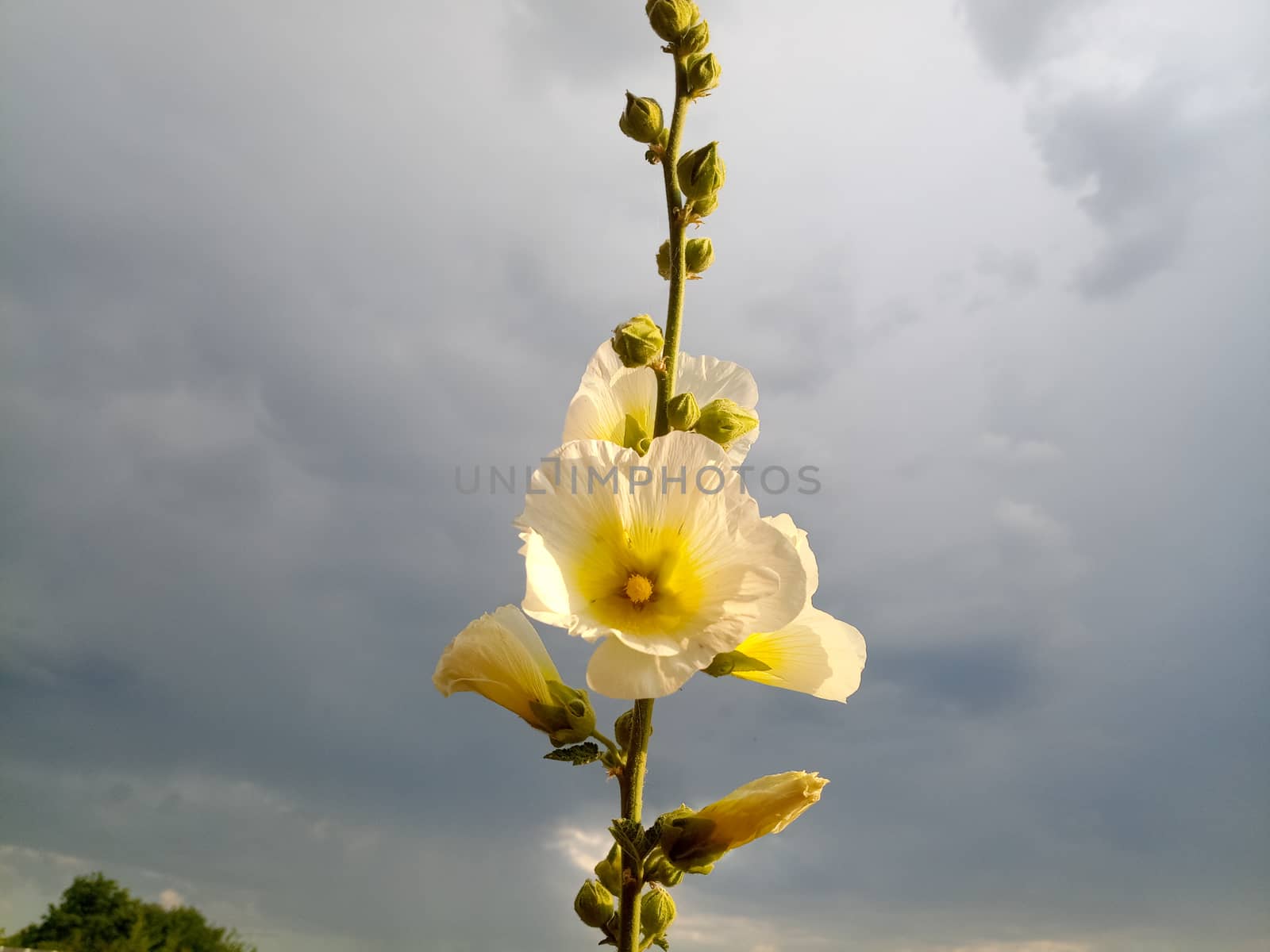 Mallow flowers. Malva blooms. Beautiful flowers of mallow