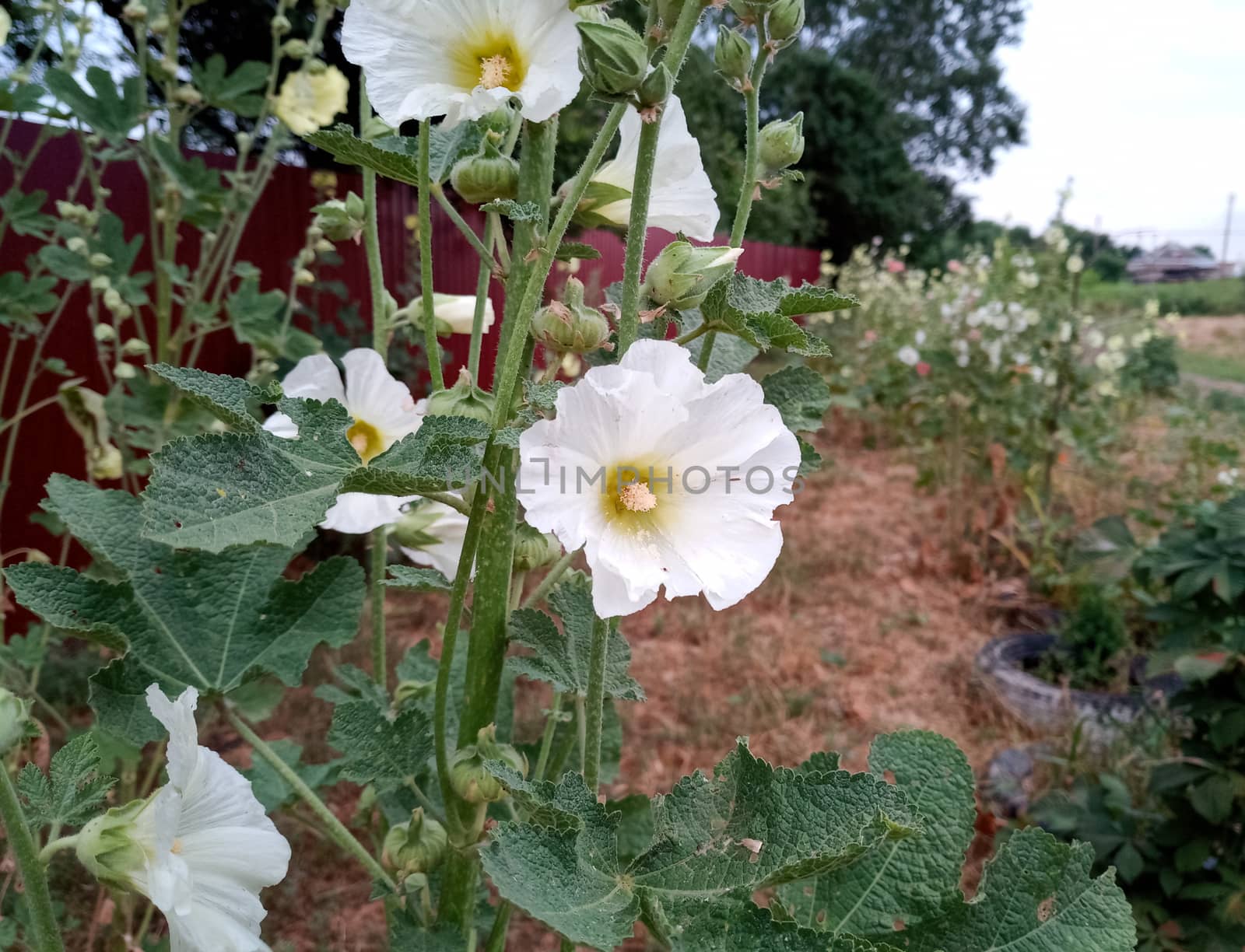 Mallow flowers. Malva blooms. Beautiful flowers of mallow