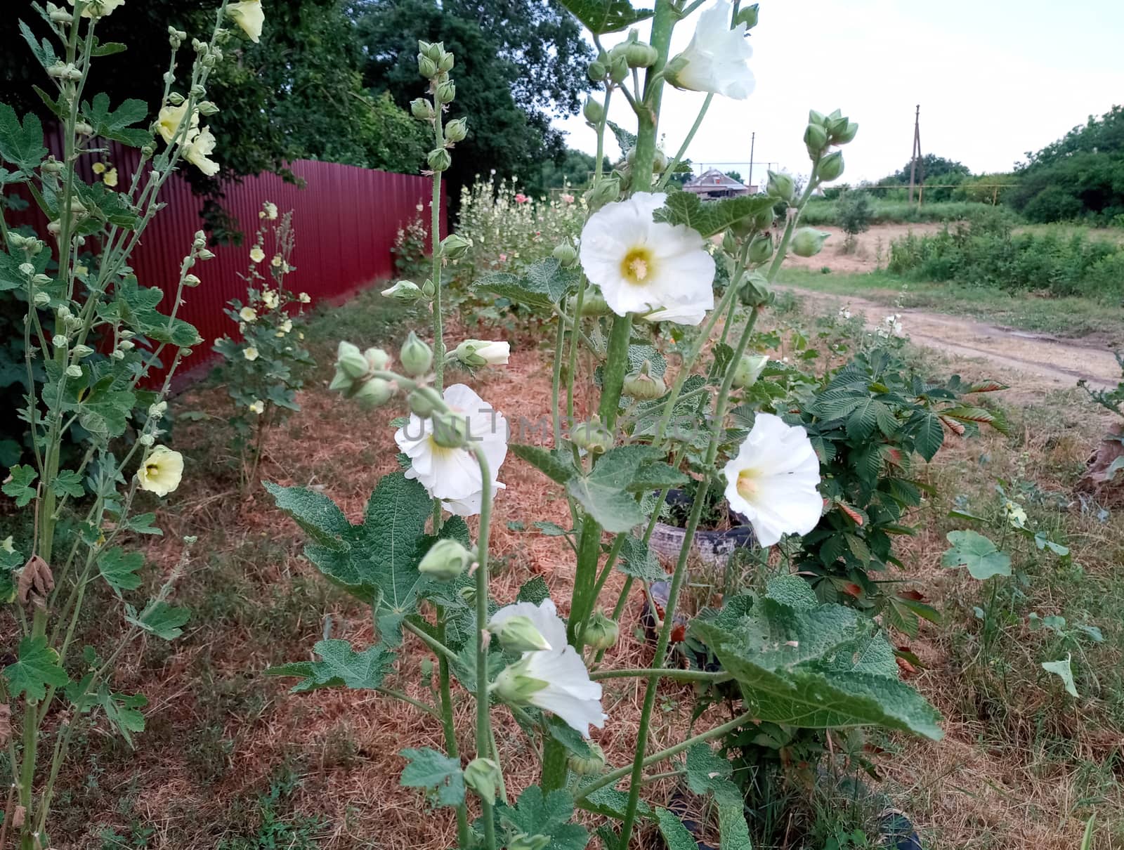 Mallow flowers. Malva blooms. Beautiful flowers of mallow