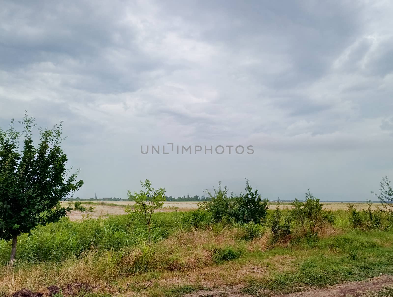 rural landscape, beveled hay and trees next to the field.