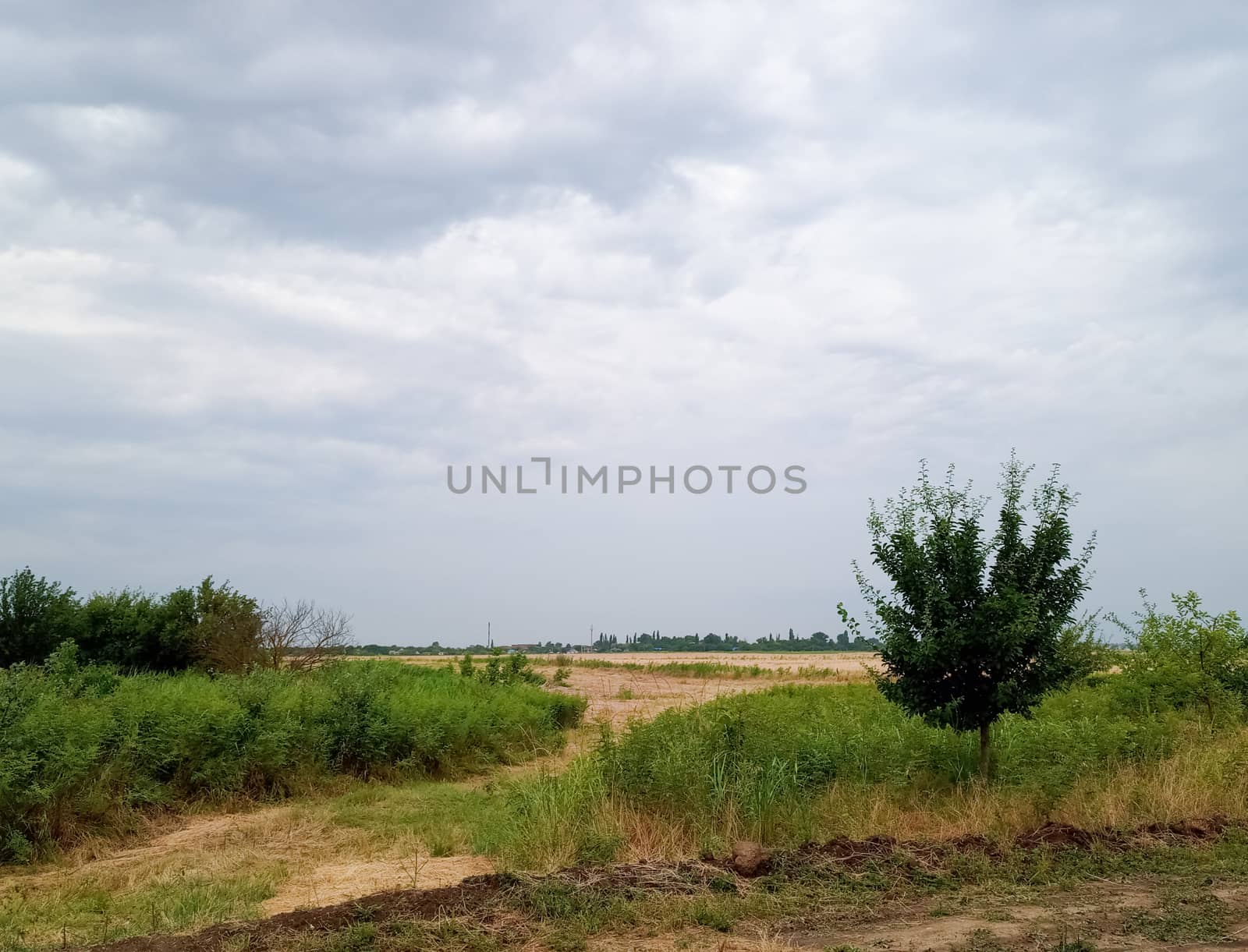 rural landscape, beveled hay and trees next to the field.