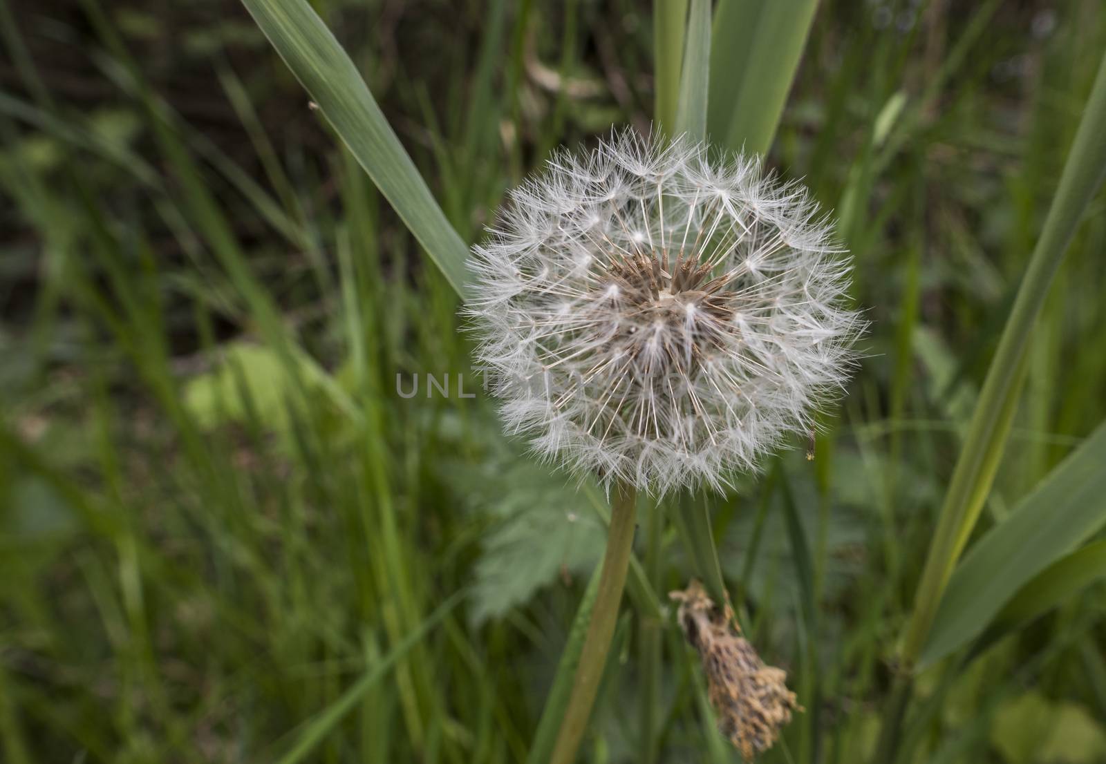 white dandelion in green background in spring forest