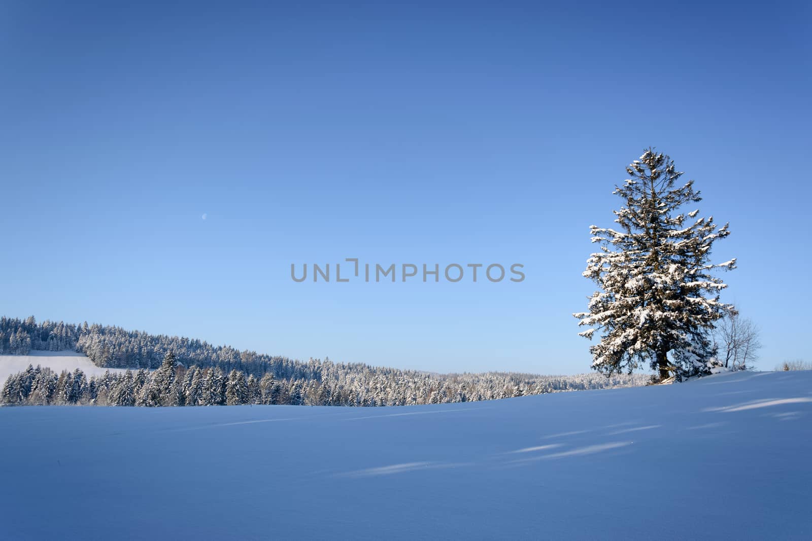 Picturesque winter landscape - lonely tree on a background of mountains and blue sky in the morning on a sunny day (with copy  space).