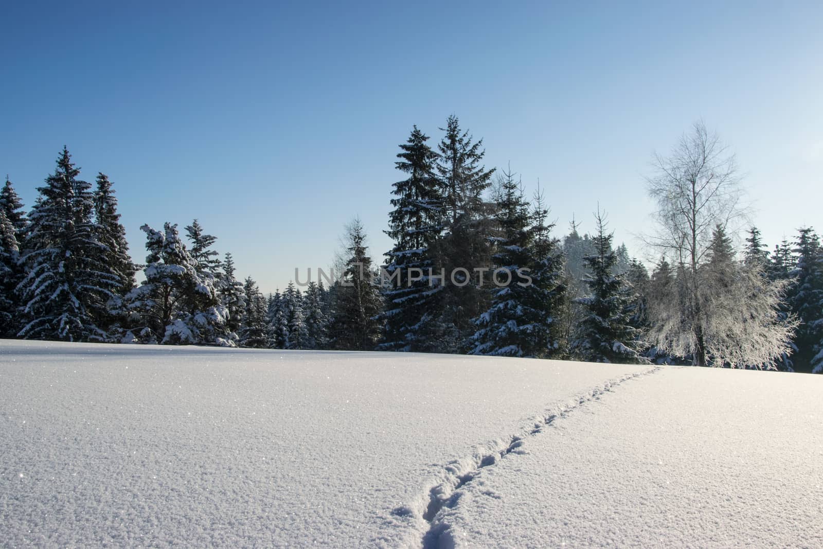 Picturesque mountain landscape - traces of a wild animal in the snow on a frosty and sunny morning