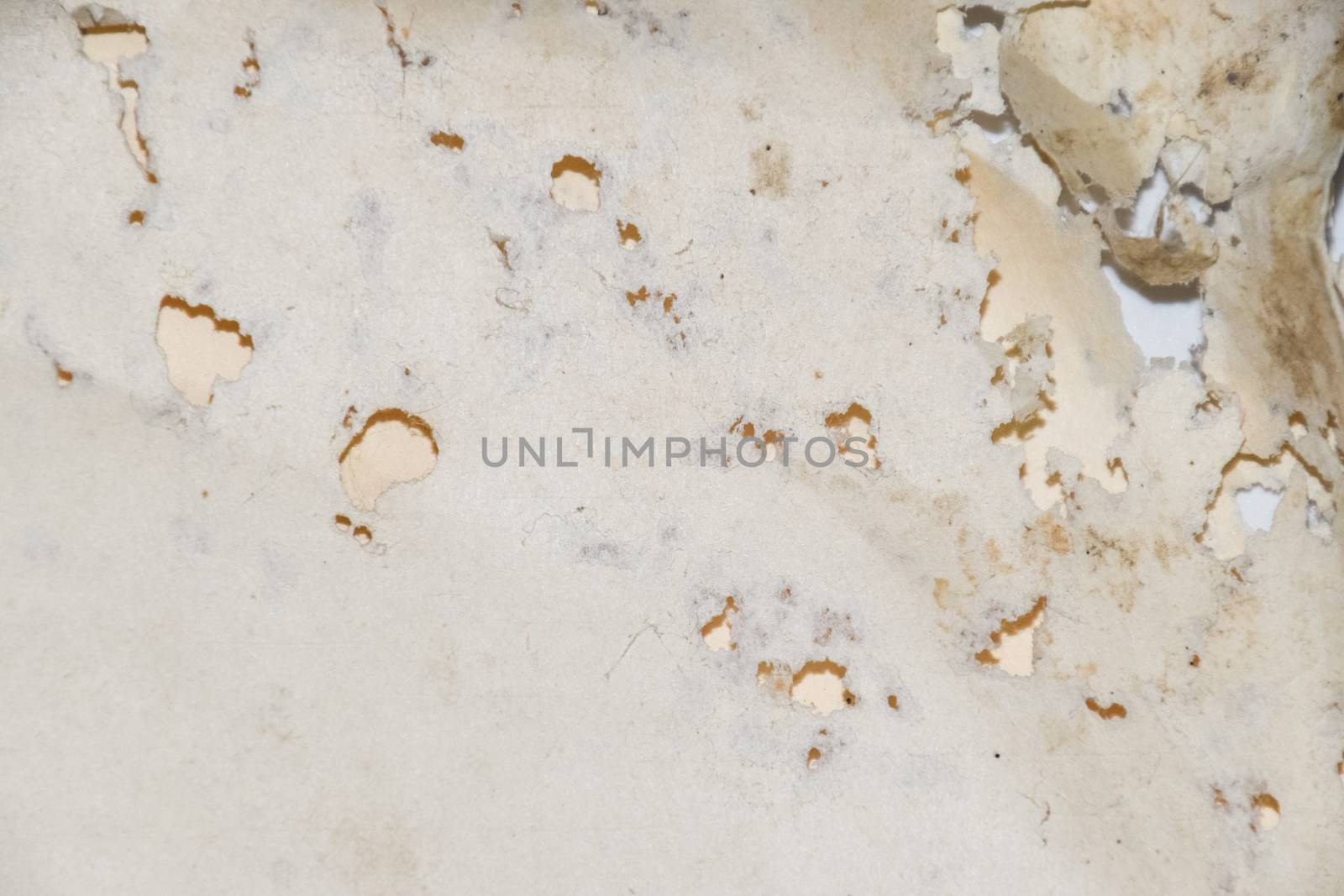 Paper swallowed with silverfish. Traces of wrecking silverfish on vinyl envelopes. lepisma
