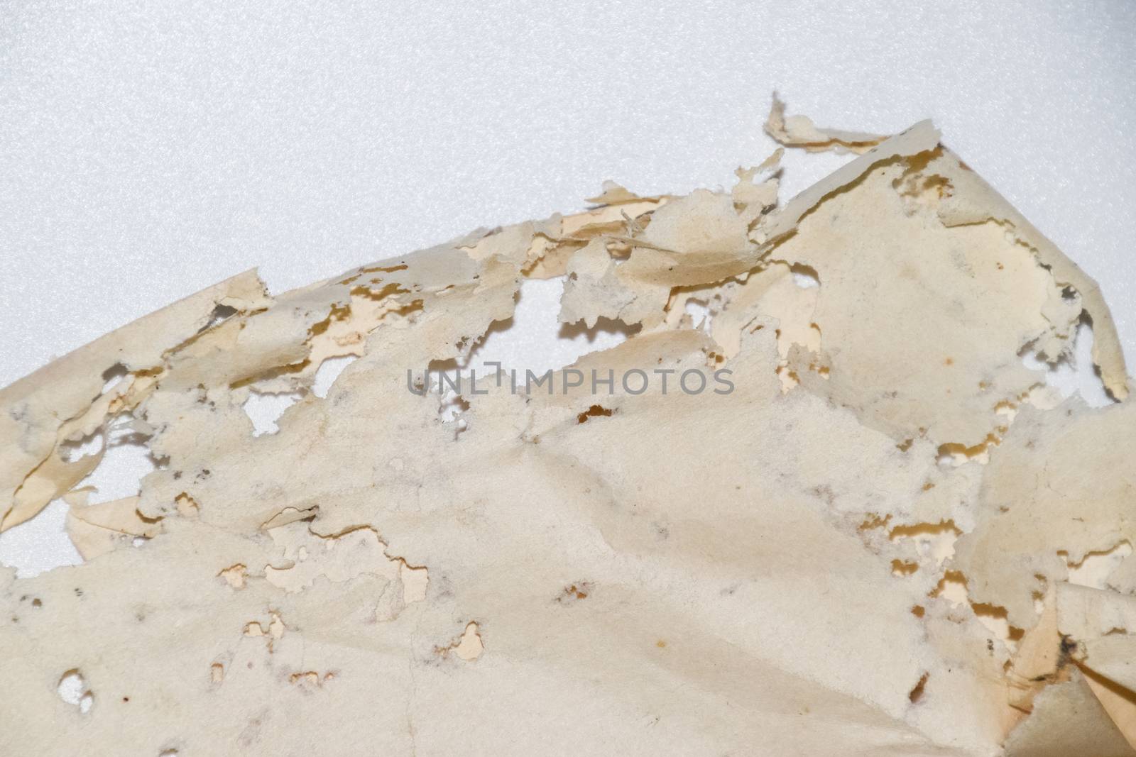 Paper swallowed with silverfish. Traces of wrecking silverfish on vinyl envelopes. lepisma