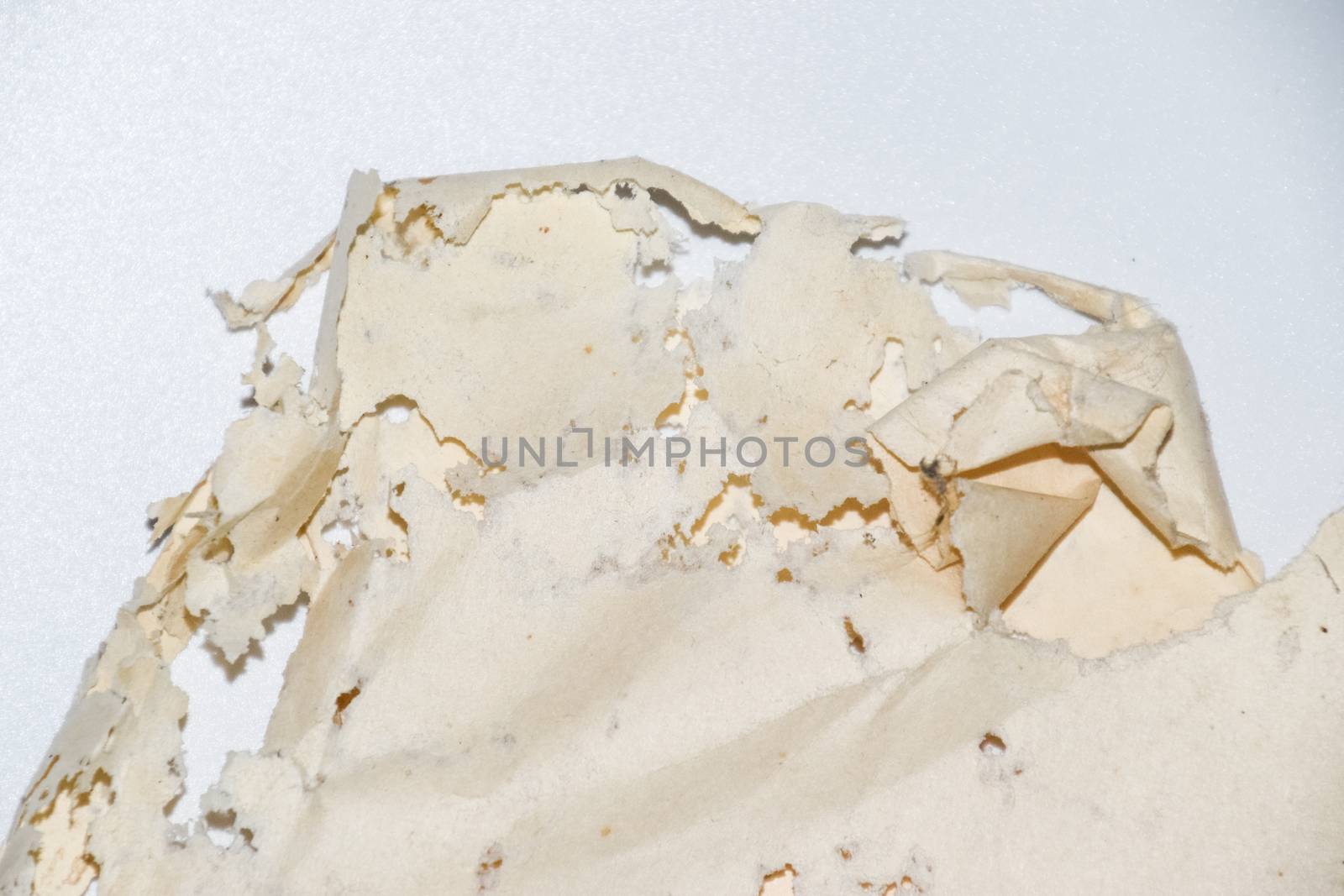 Paper swallowed with silverfish. Traces of wrecking silverfish on vinyl envelopes. lepisma