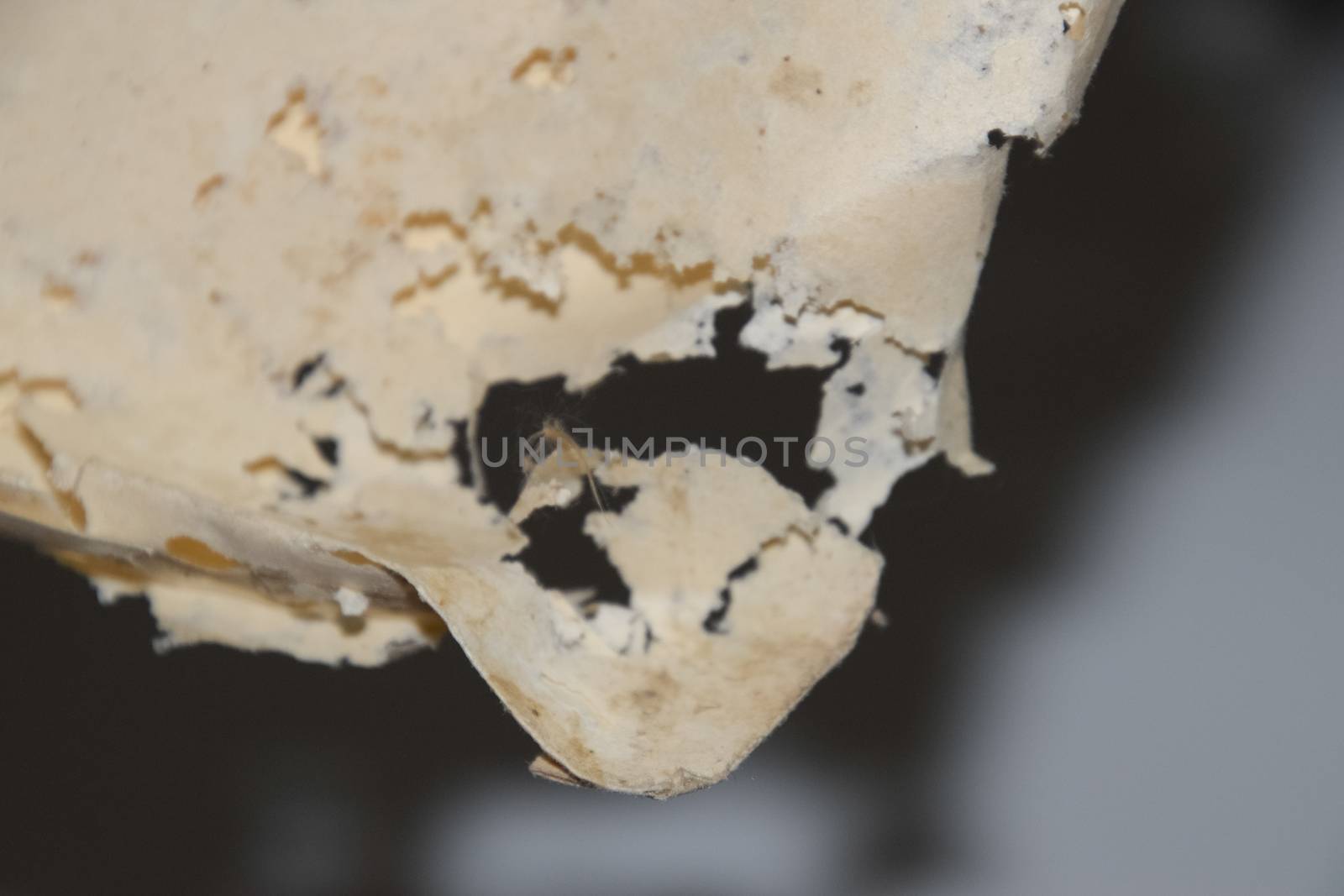 Paper swallowed with silverfish. Traces of wrecking silverfish on vinyl envelopes. lepisma