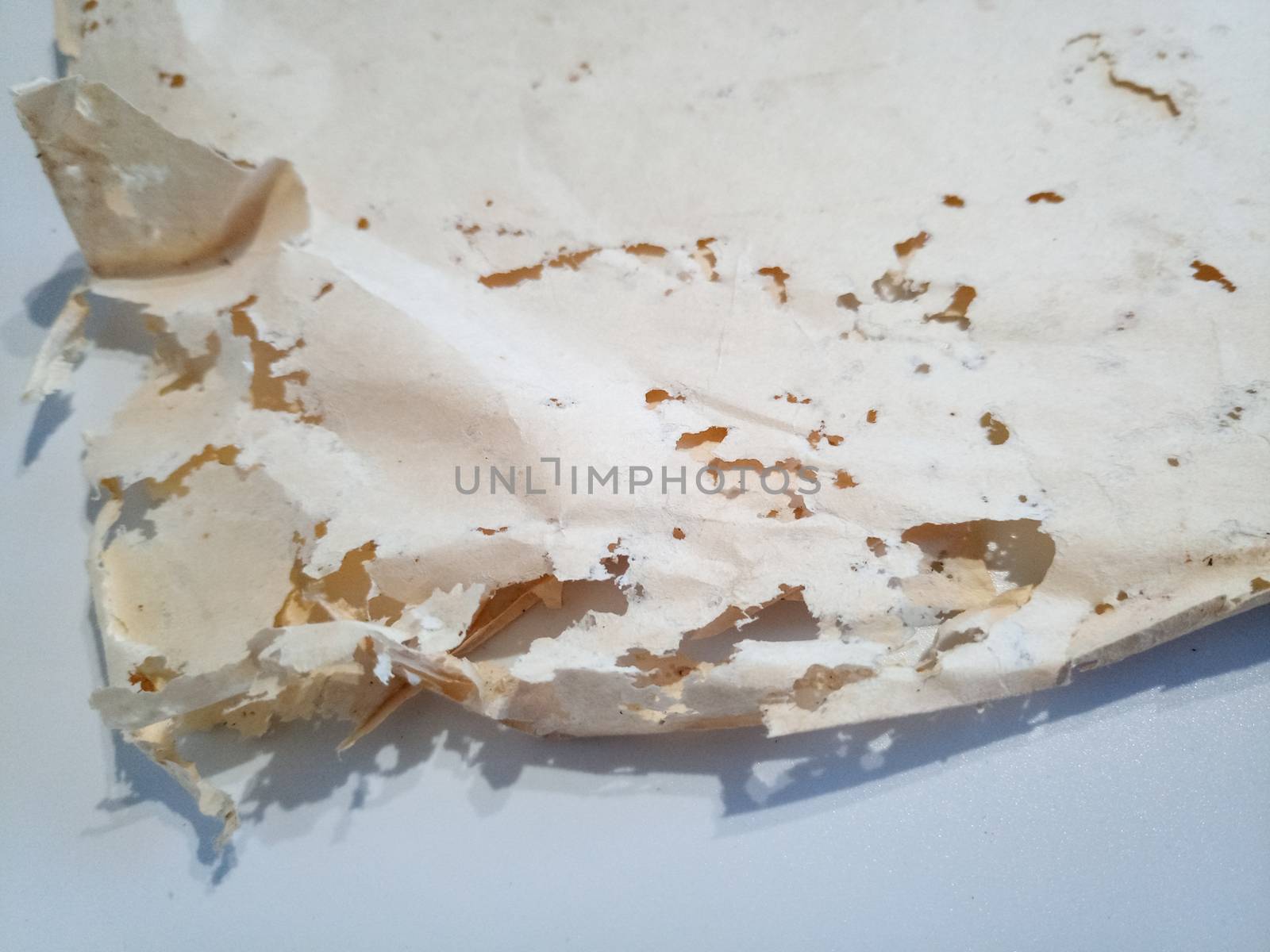 Paper swallowed with silverfish. Traces of wrecking silverfish on vinyl envelopes. lepisma