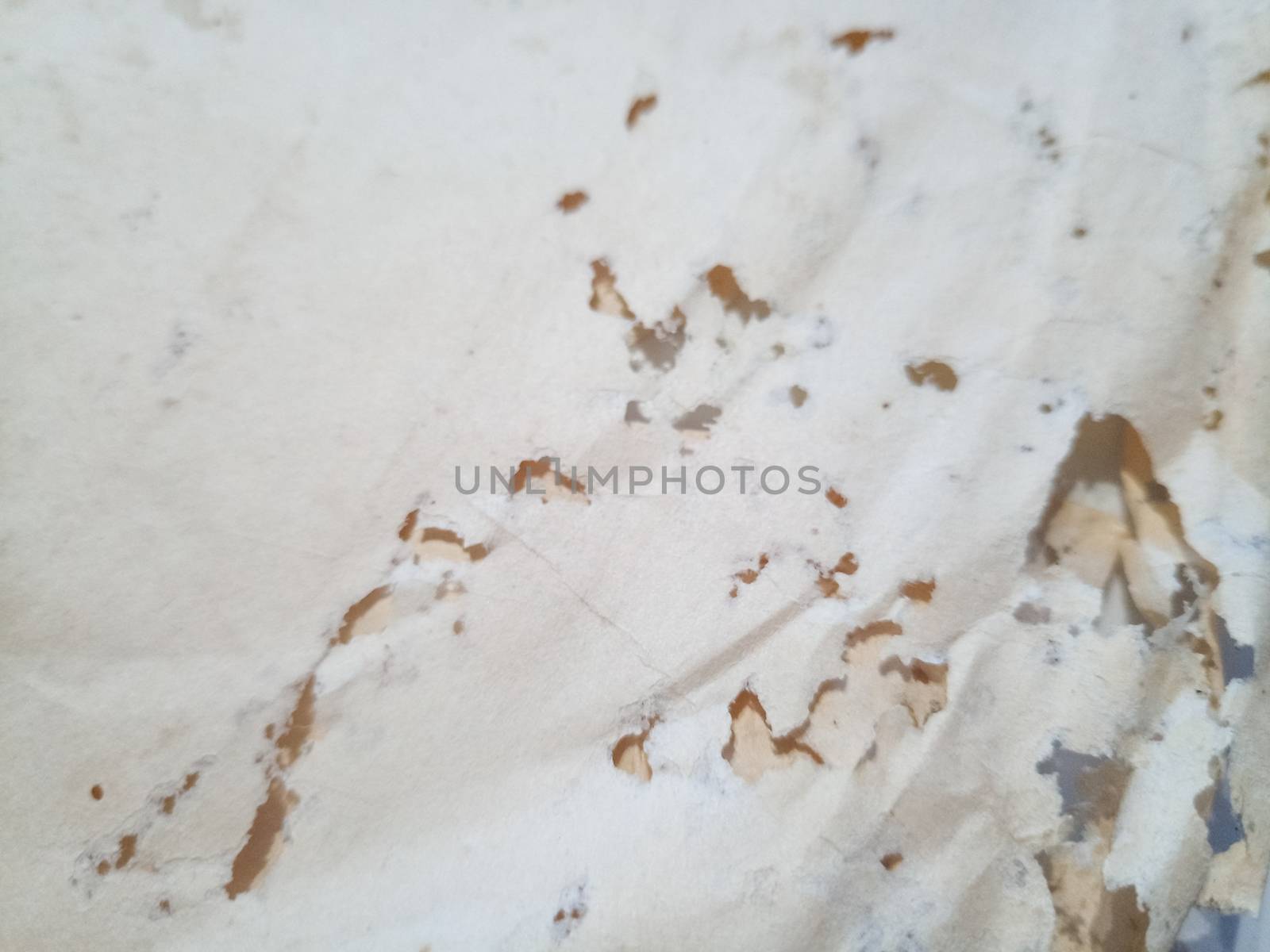 Paper swallowed with silverfish. Traces of wrecking silverfish on vinyl envelopes. lepisma