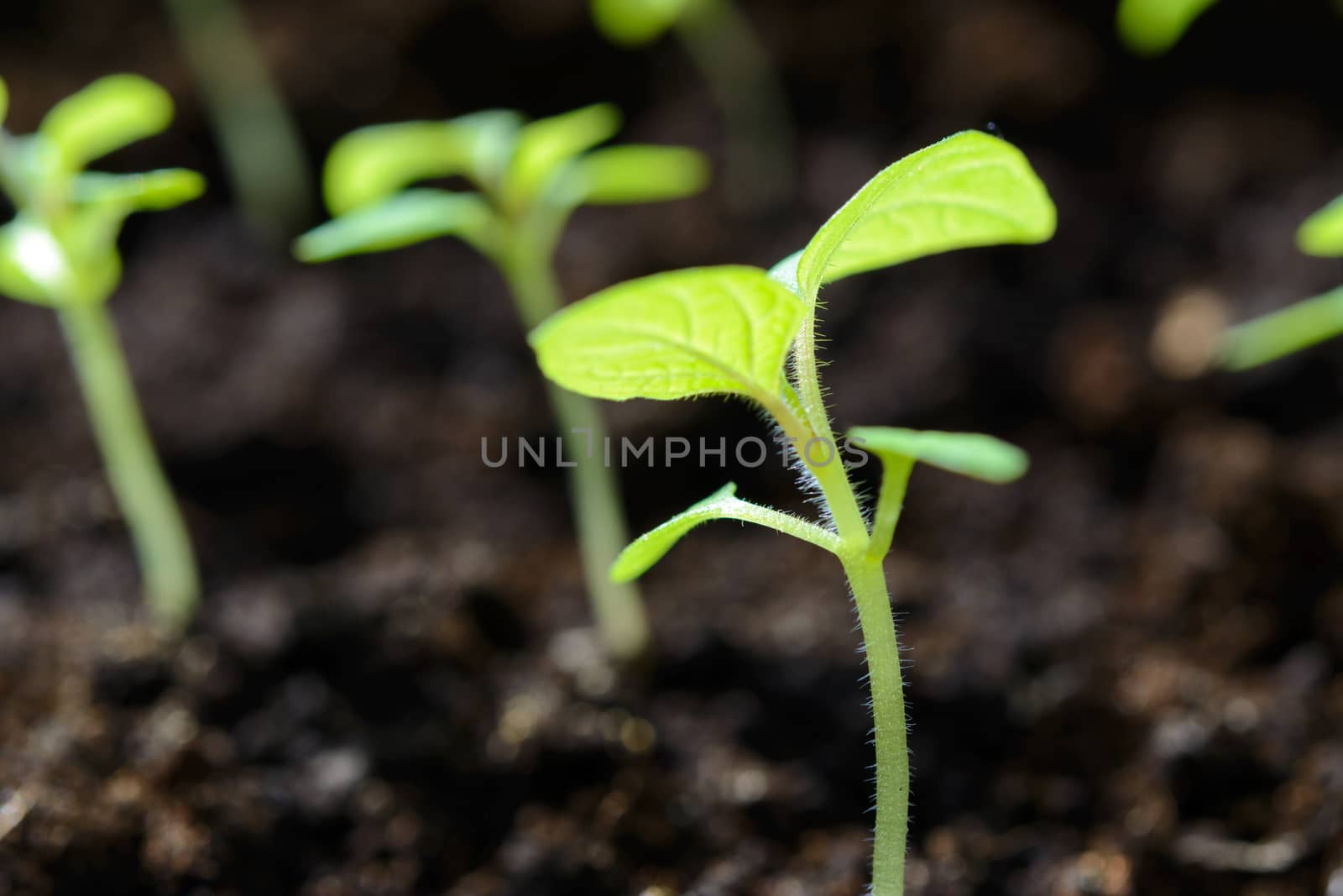 Eco friendly agricultural production - young tomato plant seedlings in greenhouse in close-up