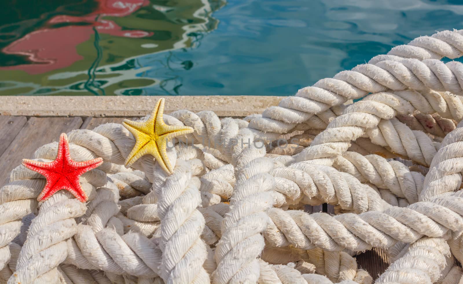 detail of a rope for mooring with two sea starfishes by grancanaria