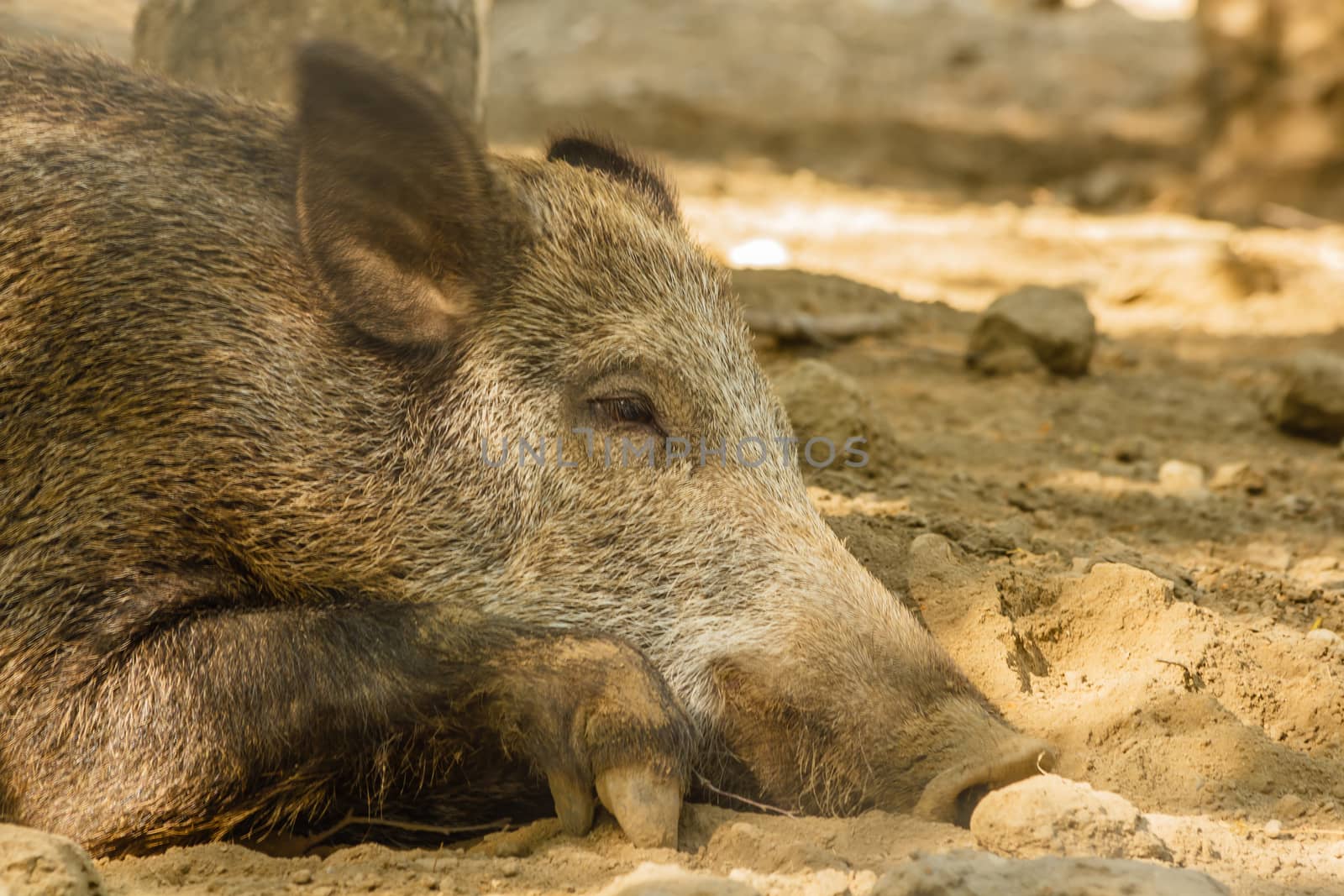 close-up of a wild boar by grancanaria