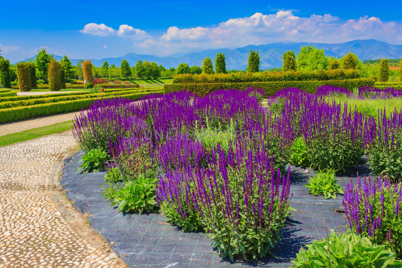 an expanse of purple sage flowers in the vegetable -garden  of Venaria's royal  palace near Turin,in Piedmont (ITALY)