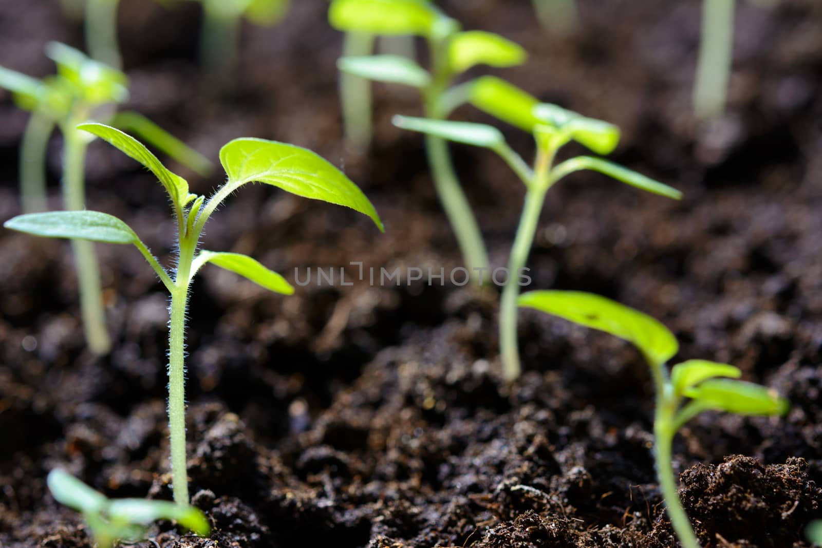 Eco friendly agricultural production - young tomato plant seedlings in greenhouse in close-up