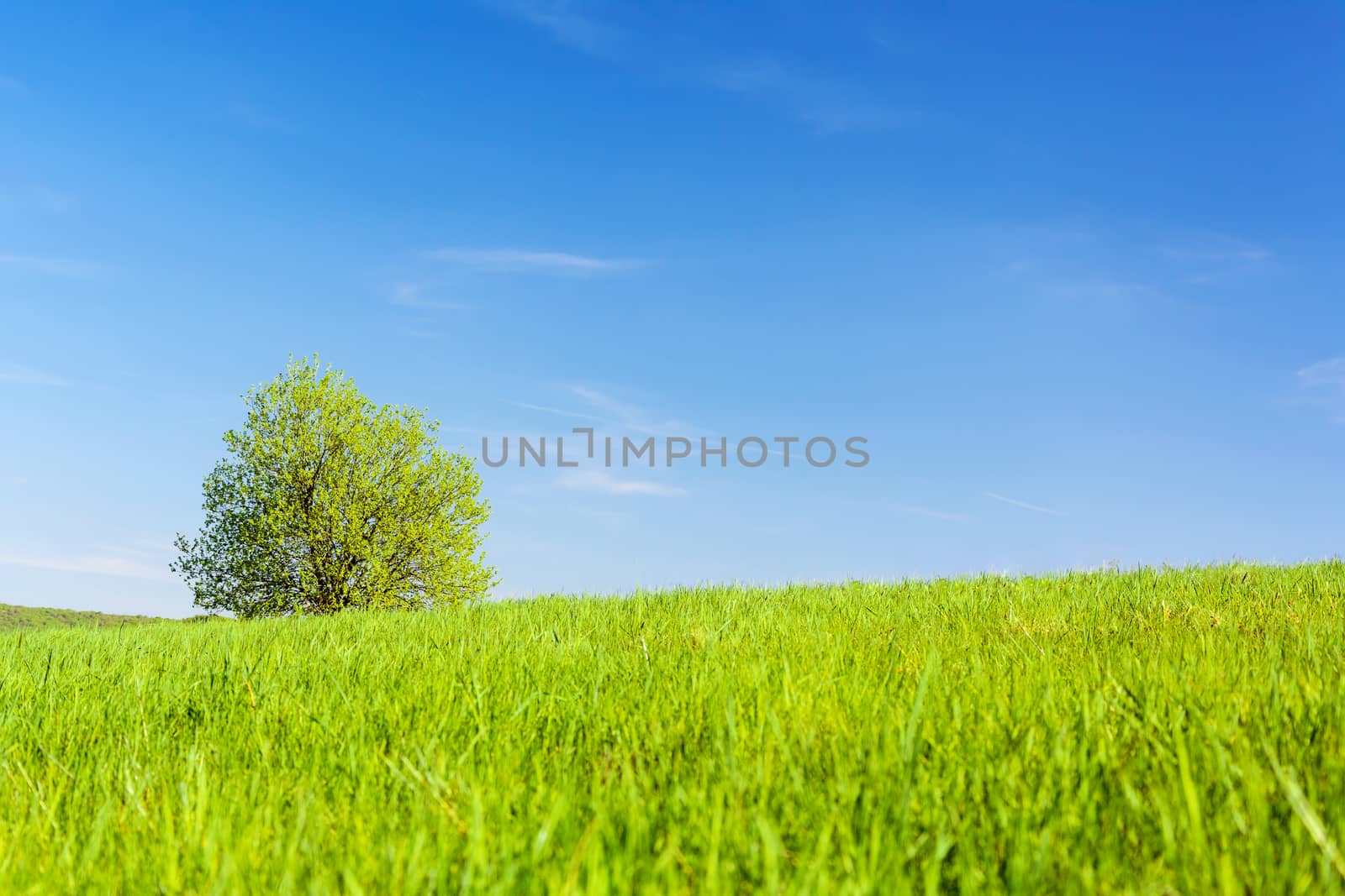 Idyllic agricultural landscape by wdnet_studio