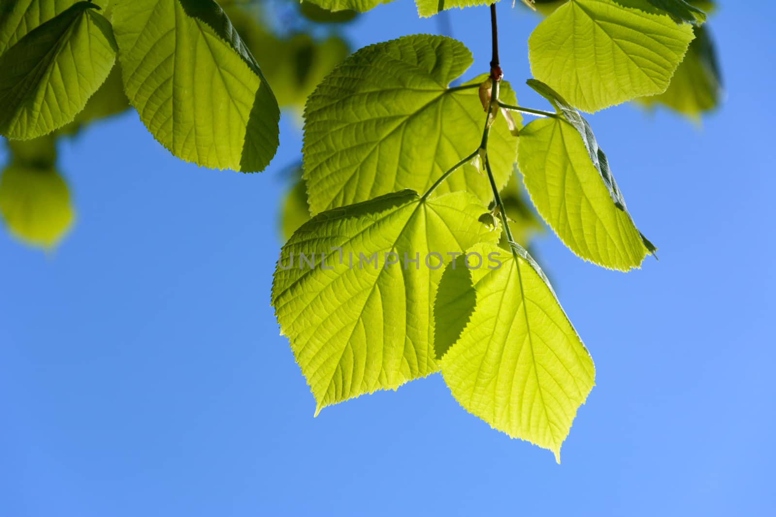 Young green leaves on a blue sky background in close-up