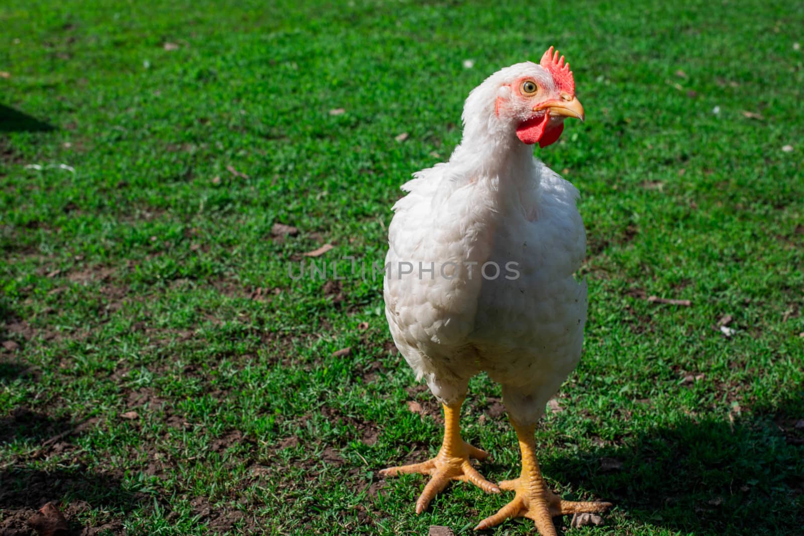 Chickens on the green grass