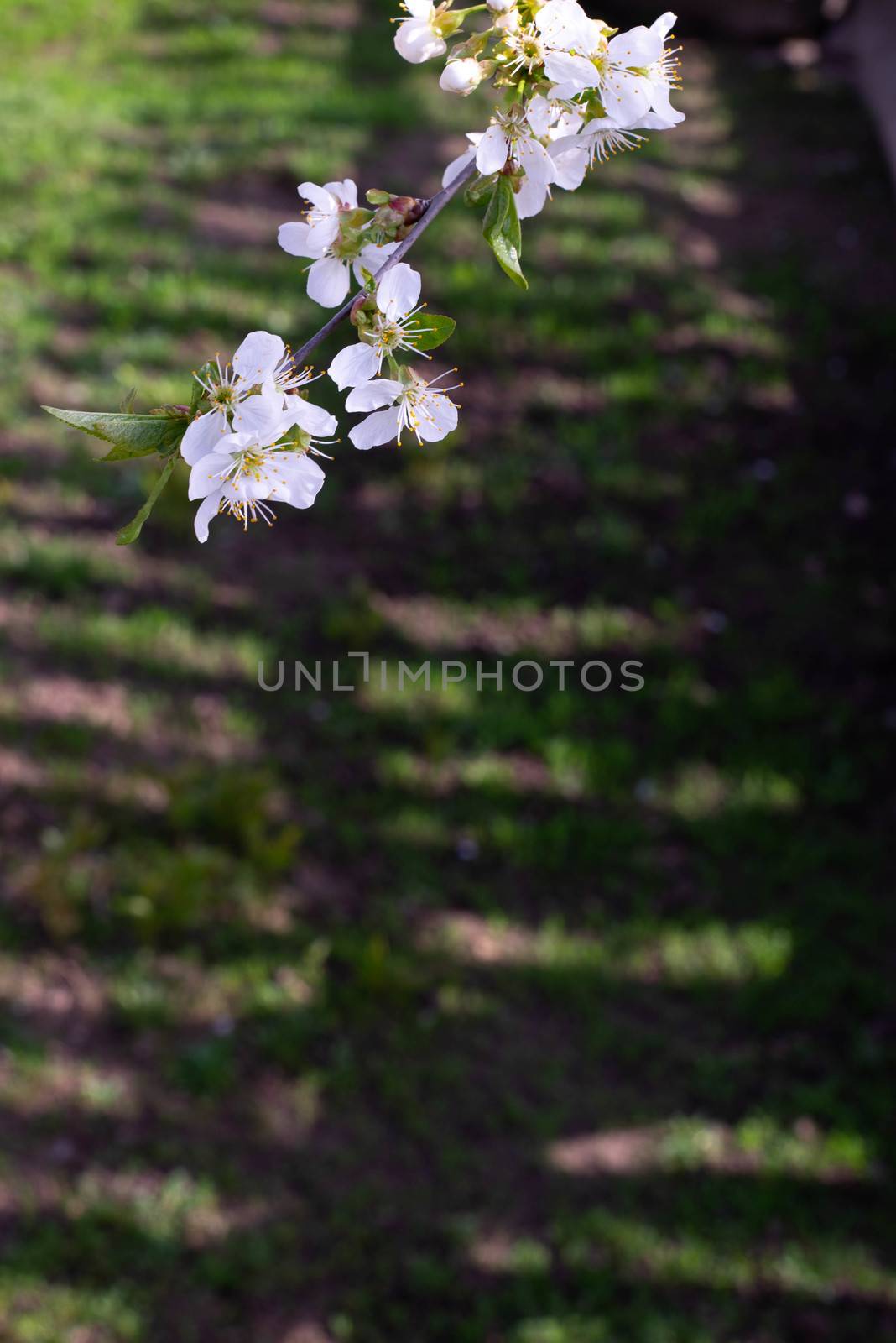 Blossomed tree branch by SemFid