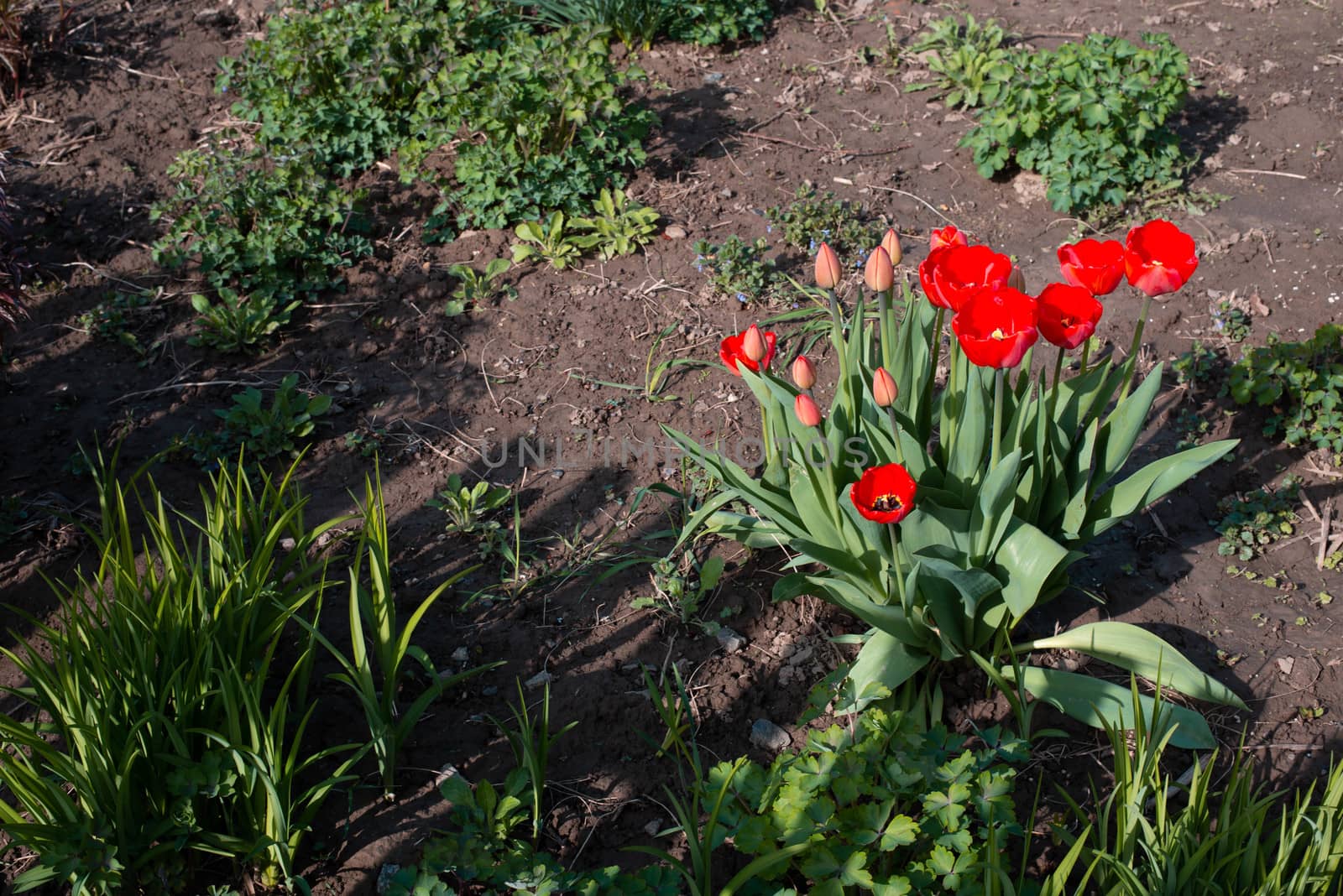 Red flowers on a flowerbed