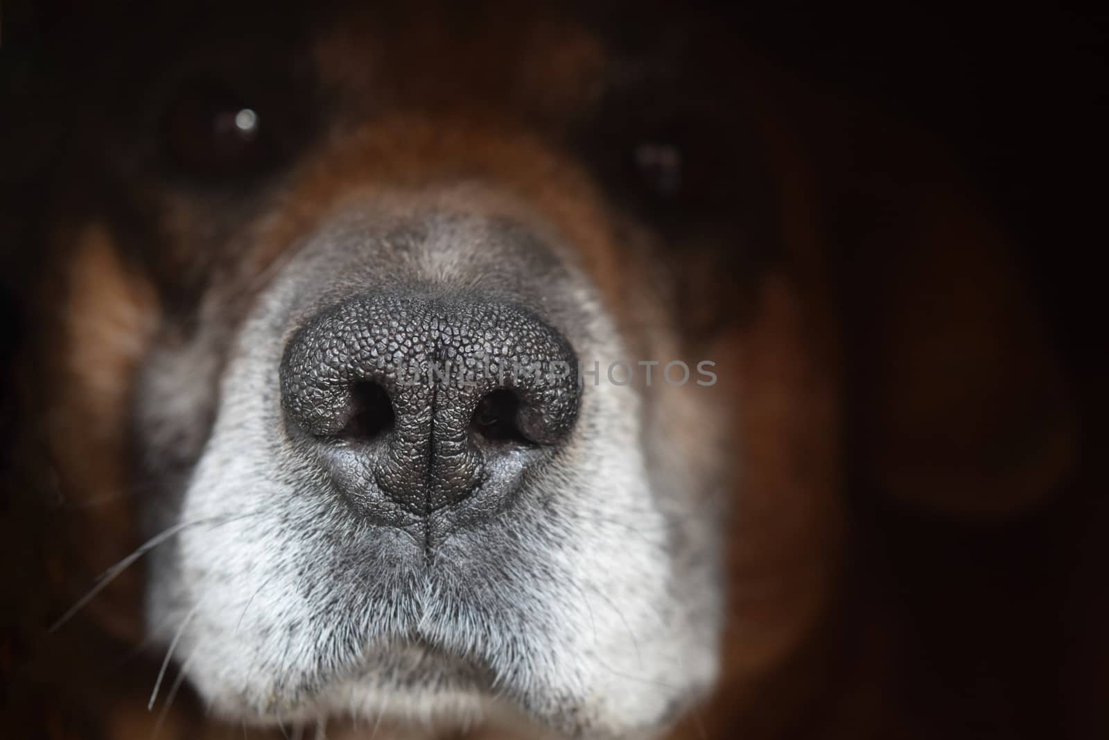 Animal-dog. Mongrel Macro Shot. Abstract Background For Your Desktop